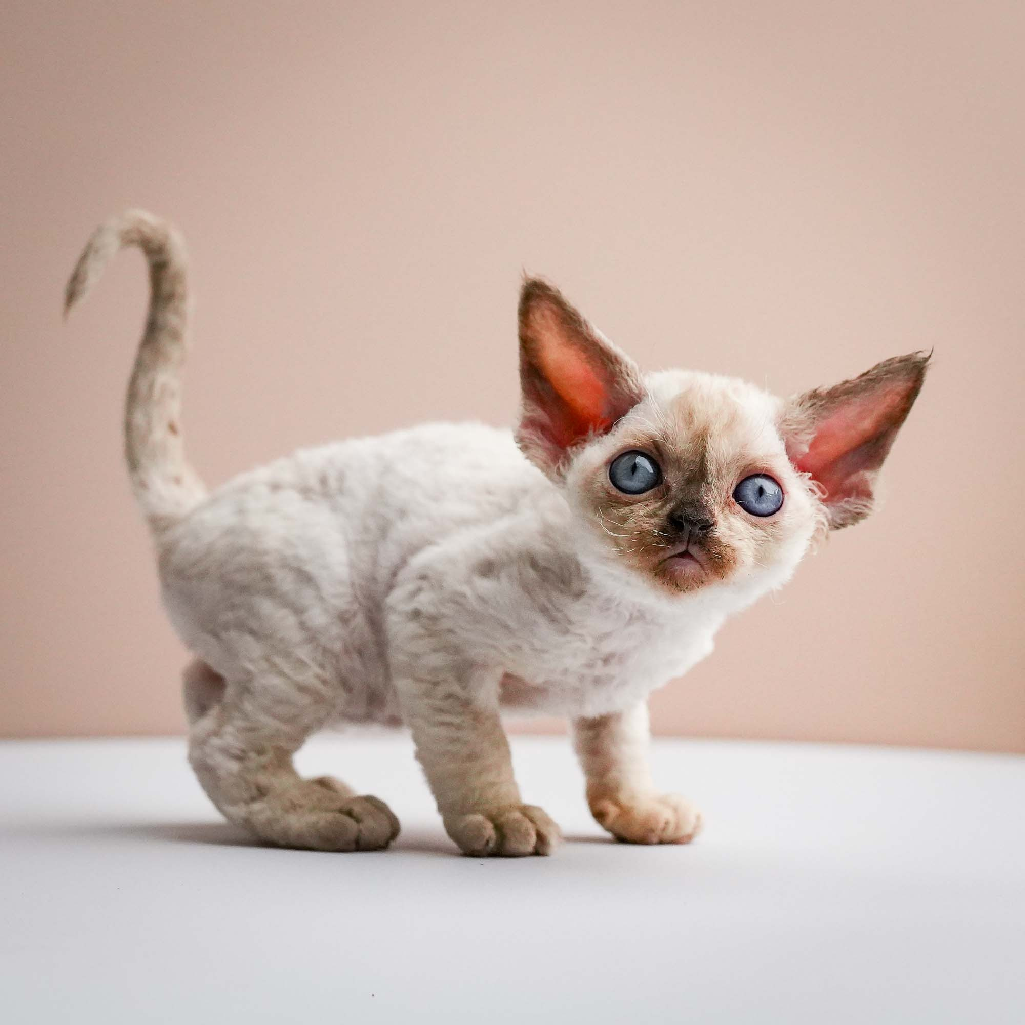 Fuji’s kittens, Devon Rex. Photographer Irina Kozhemyakina. Houston