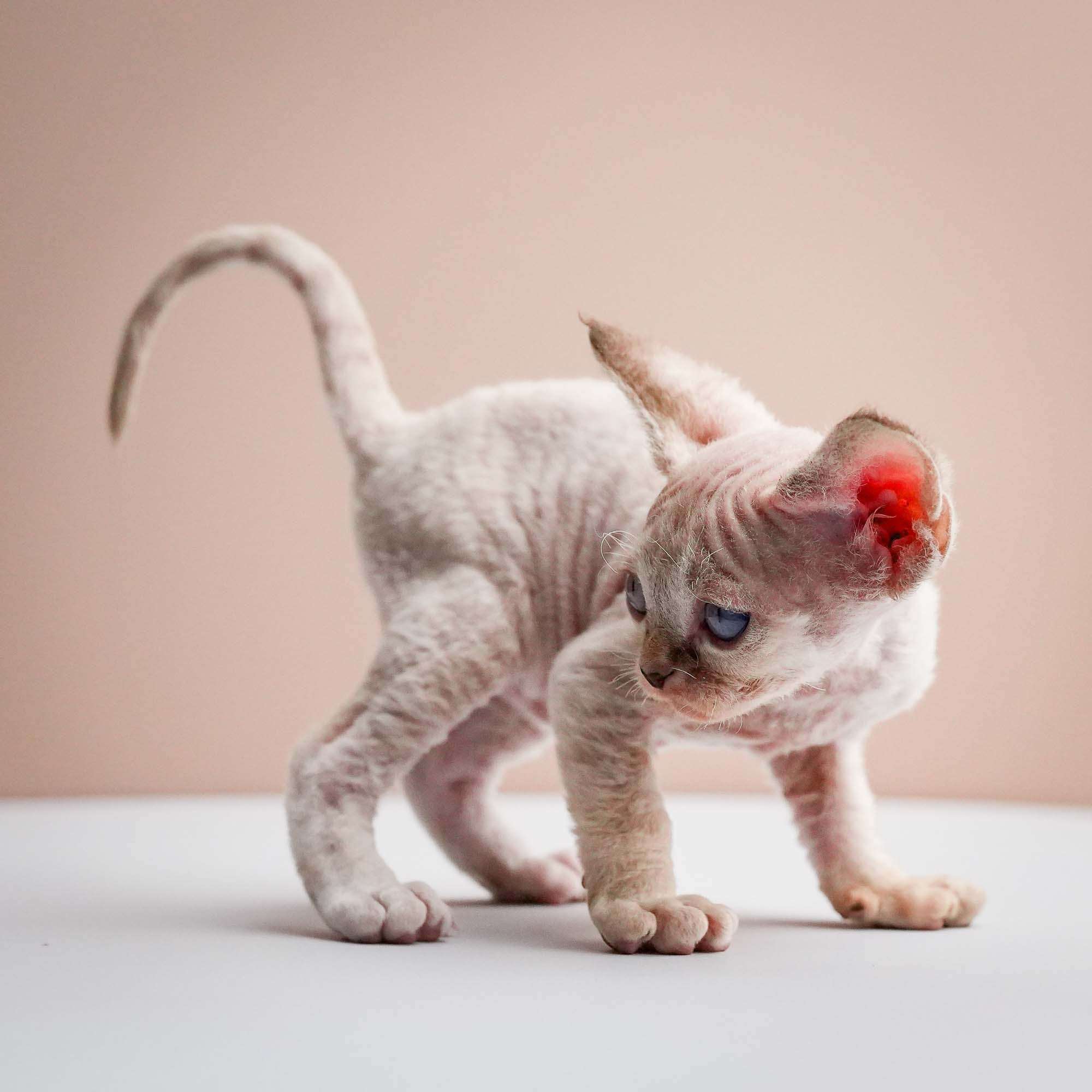 Fuji’s kittens, Devon Rex. Photographer Irina Kozhemyakina. Houston