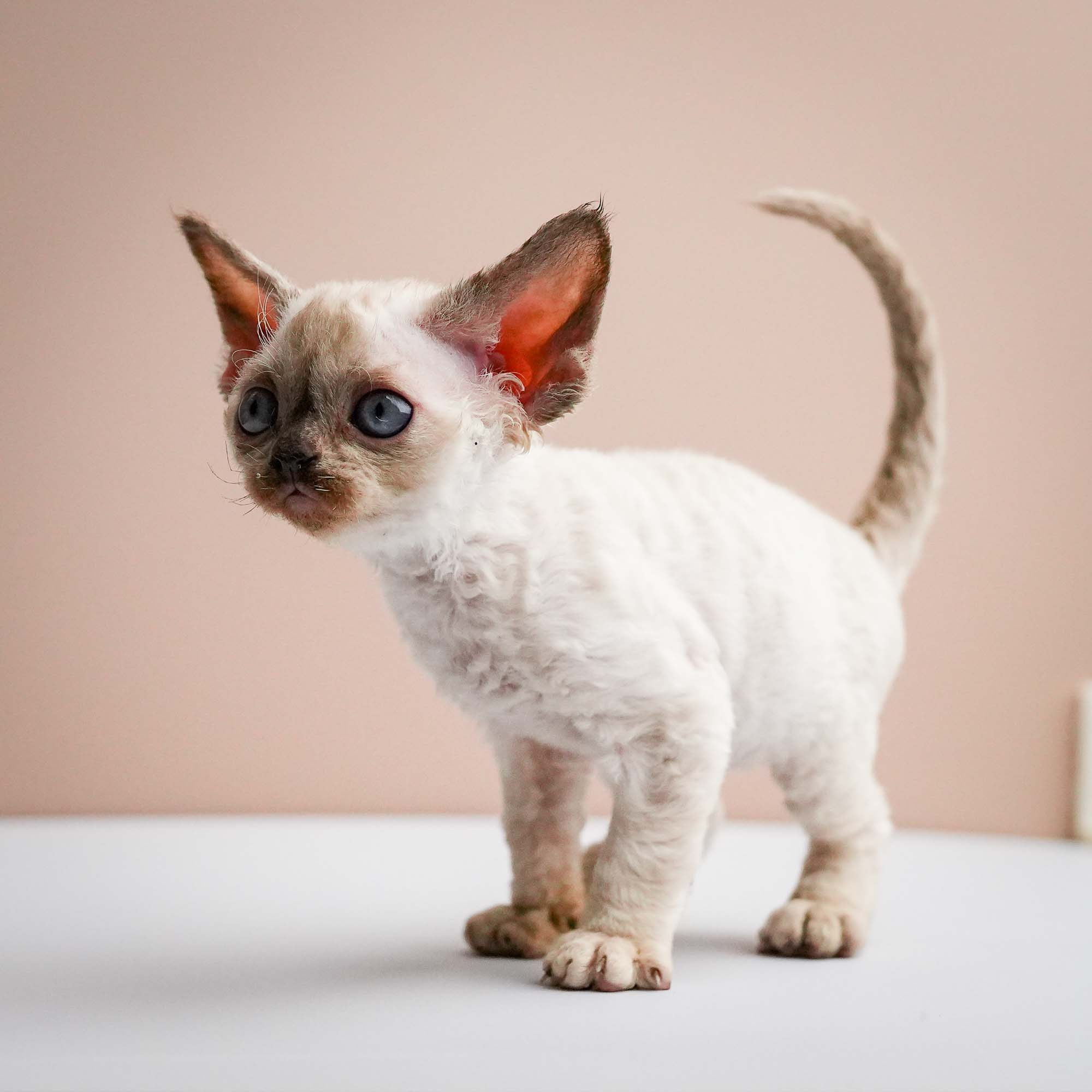 Fuji’s kittens, Devon Rex. Photographer Irina Kozhemyakina. Houston
