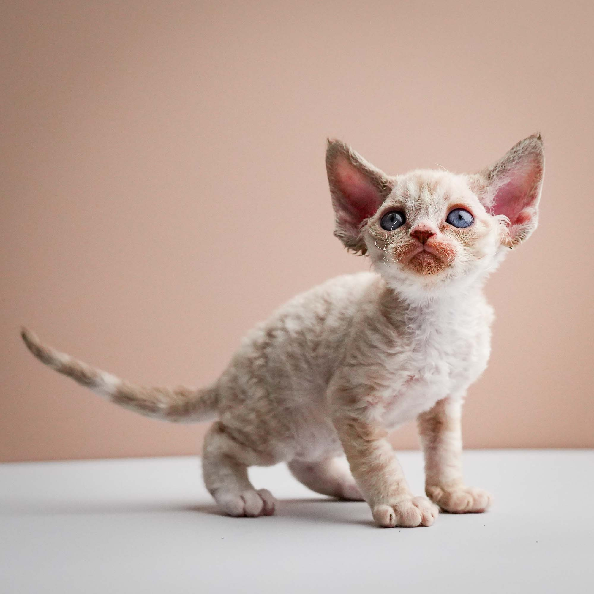 Fuji’s kittens, Devon Rex. Photographer Irina Kozhemyakina. Houston