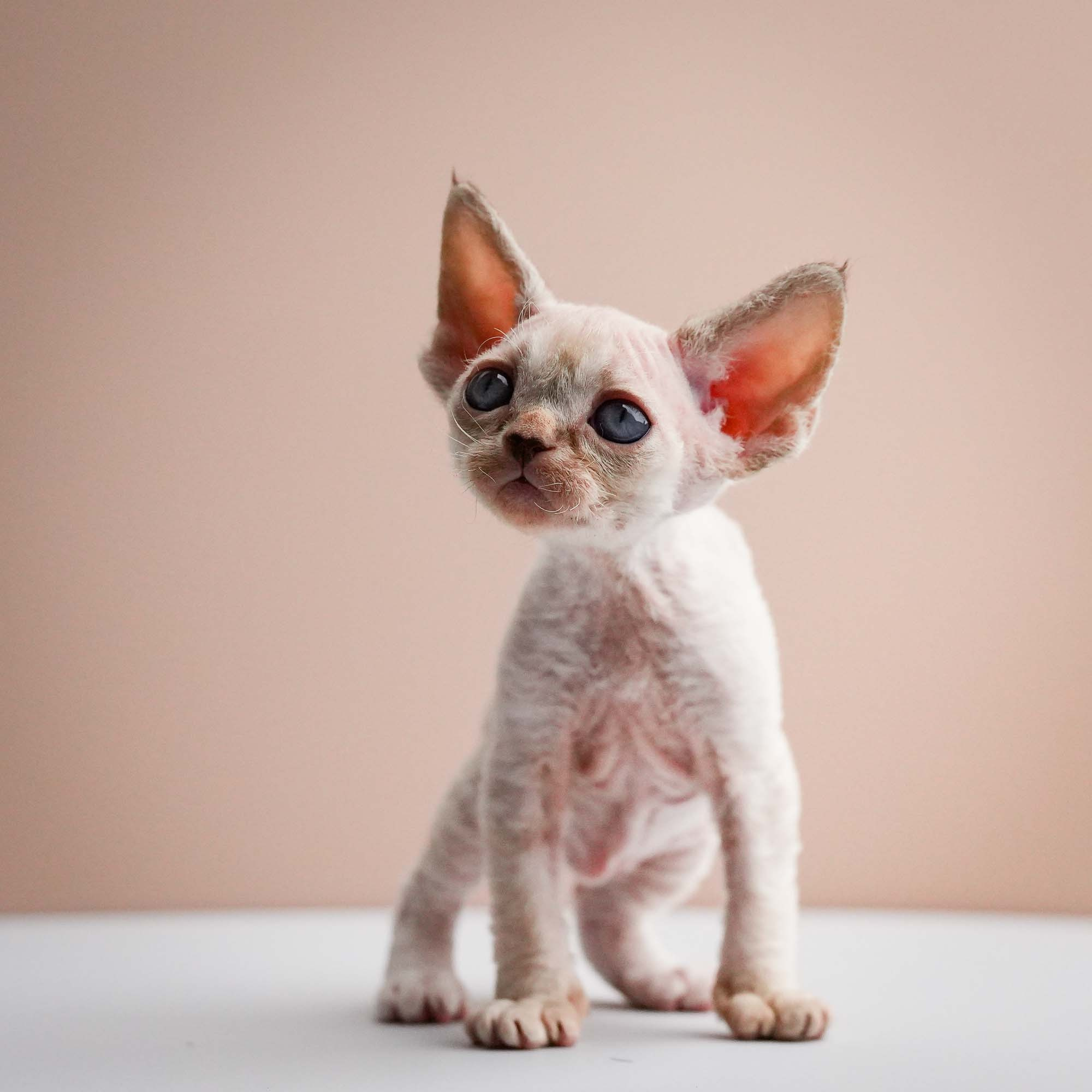 Fuji’s kittens, Devon Rex. Photographer Irina Kozhemyakina. Houston