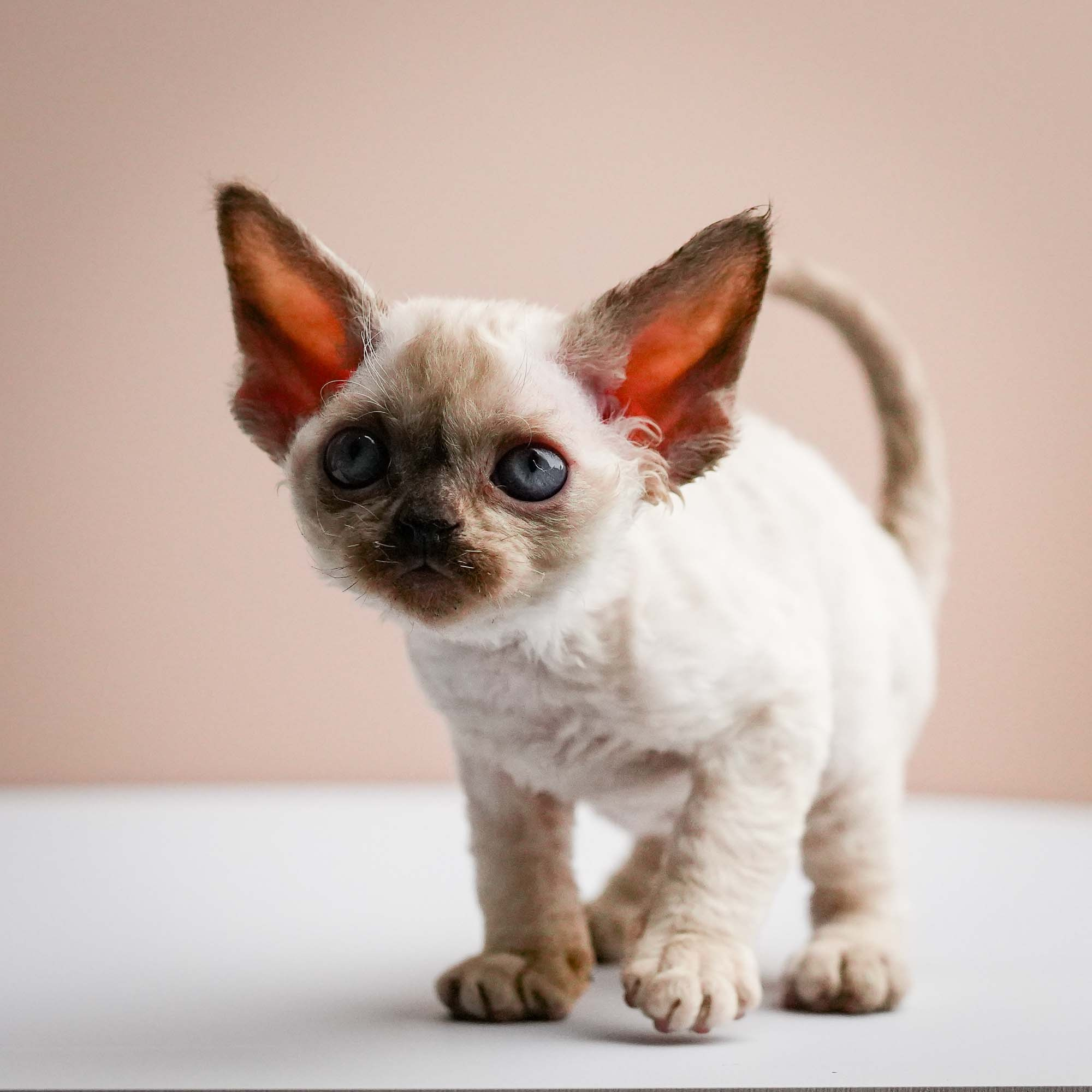 Fuji’s kittens, Devon Rex. Photographer Irina Kozhemyakina. Houston