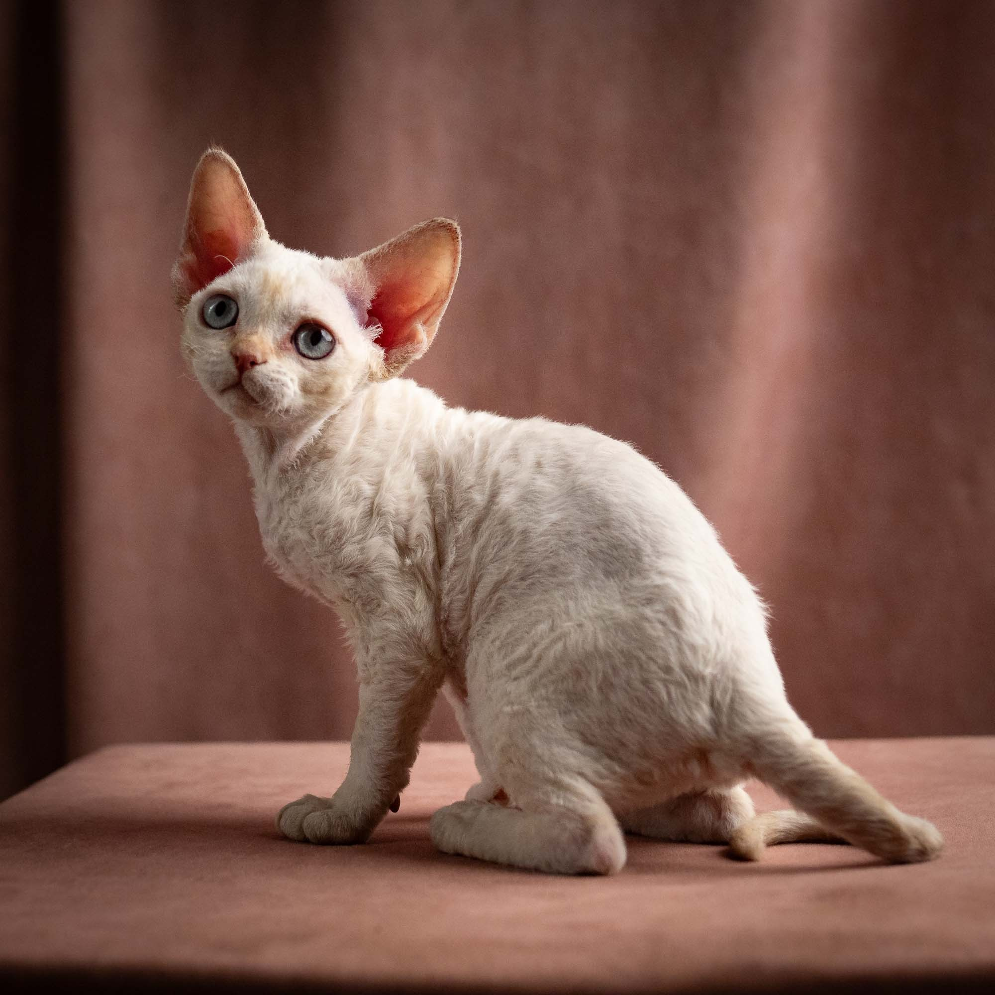 Devon Rex kittens. Photographer Irina Kozhemyakina. Houston