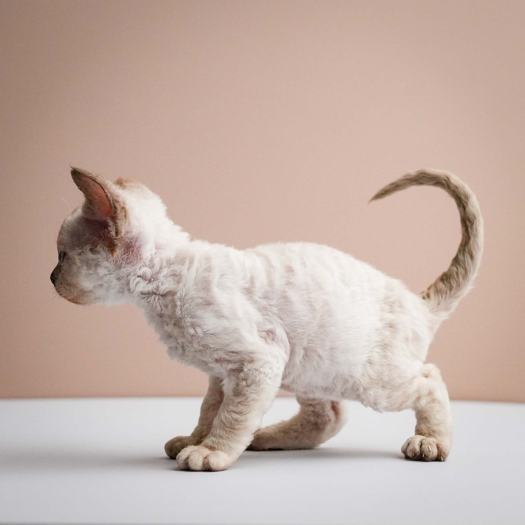 Fuji’s kittens, Devon Rex. Photographer Irina Kozhemyakina. Houston