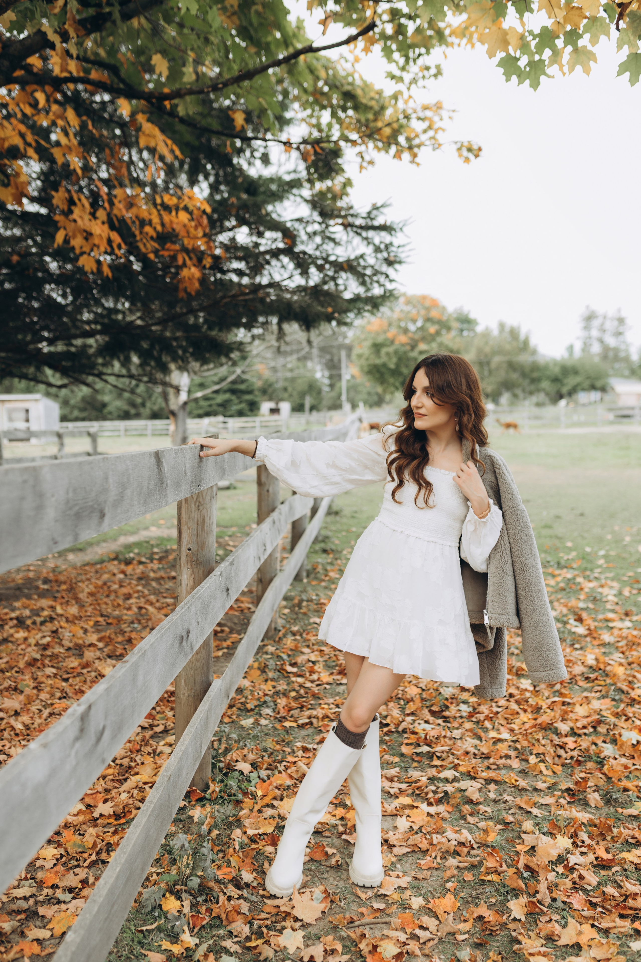 Alpacas Farm. Chernenko.photography