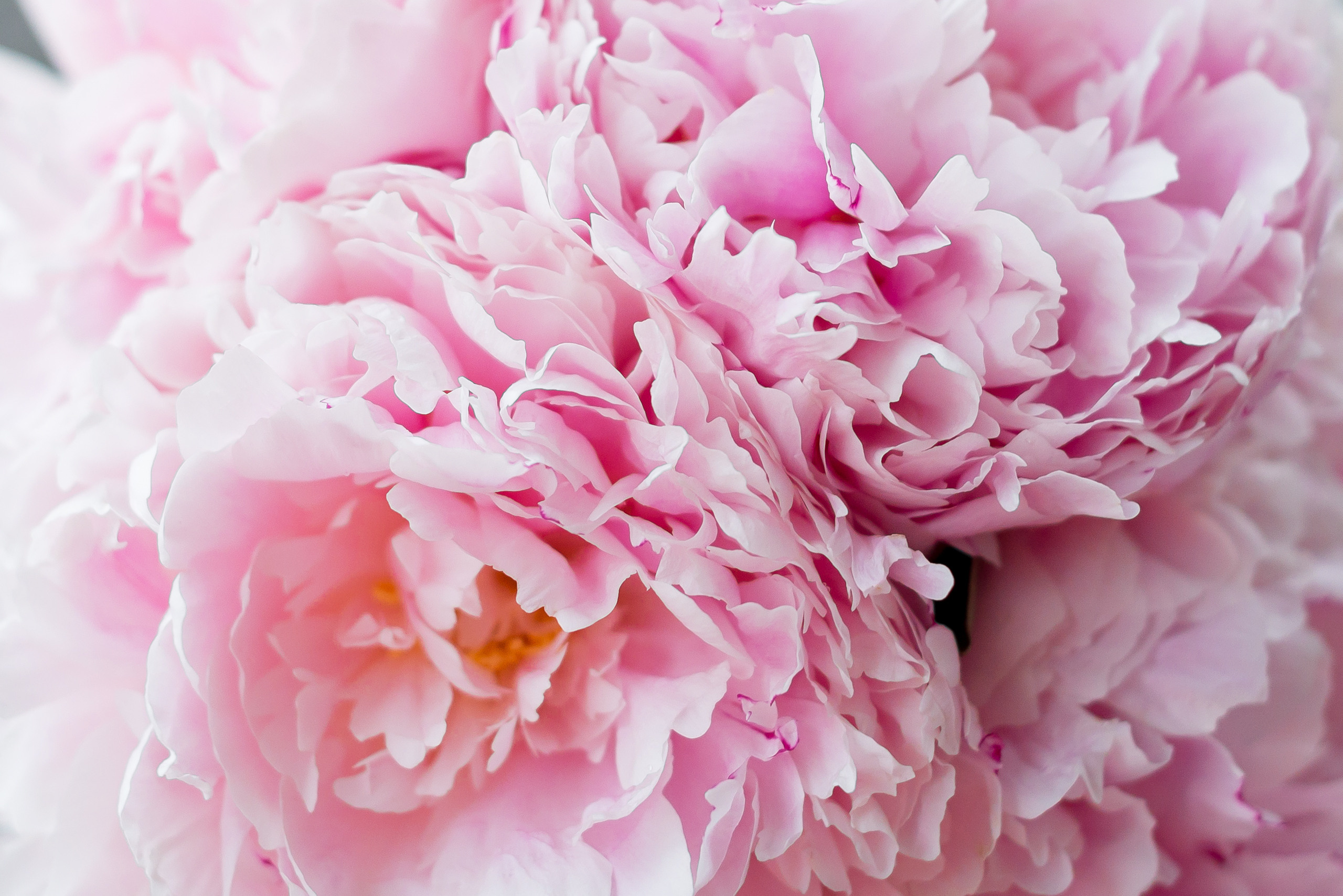 S&A. MARIA VALUEVA Photographer in Nice, Cannes, Monaco, France, Europe, Istanbulm Turquie