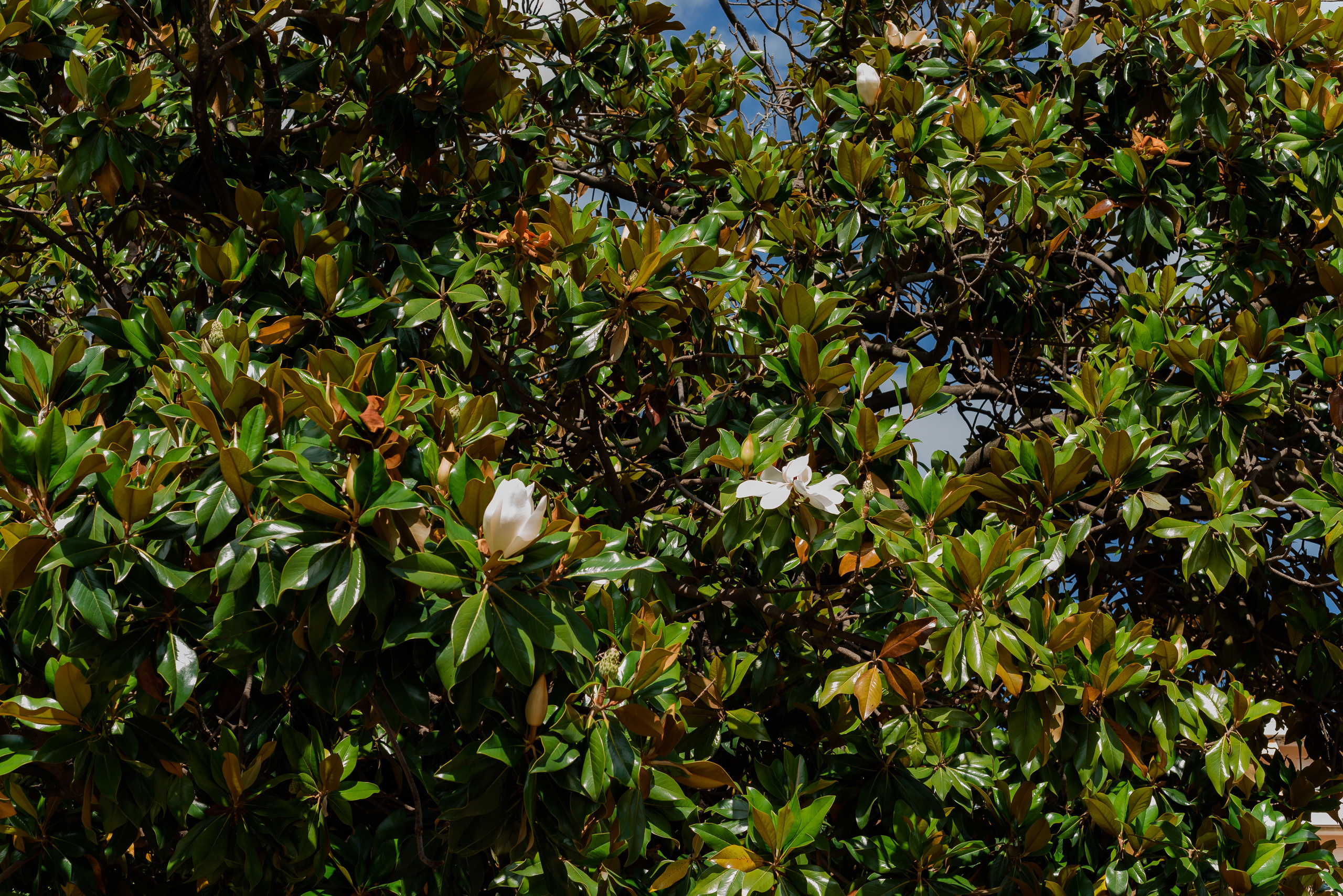 Umut. Un jour à Juan les Pins. MARIA VALUEVA Photographer in Nice, Cannes, Monaco, France, Europe, Istanbulm Turquie