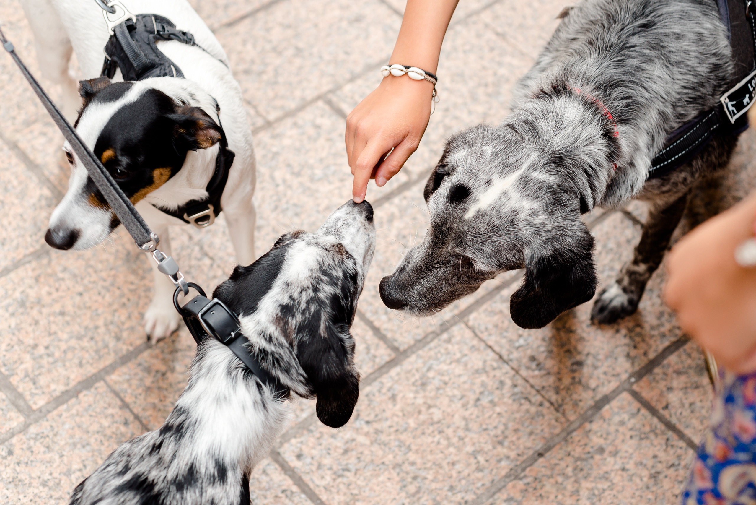 Un jour à Nice. Famille H&T. MARIA VALUEVA Photographer in Nice, Cannes, Monaco, France, Europe, Istanbulm Turquie