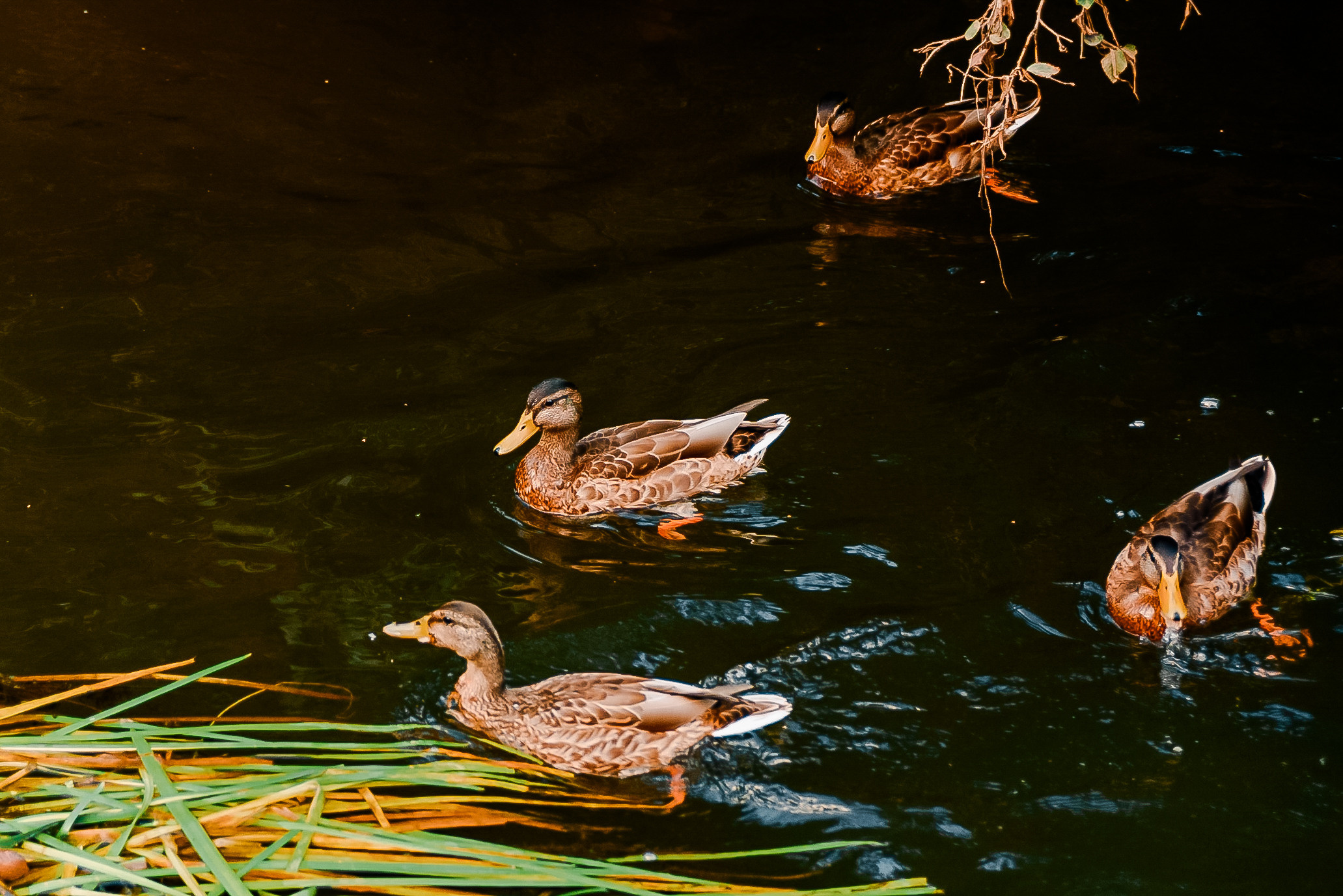 Anniversaire de Roman. MARIA VALUEVA Photographer in Nice, Cannes, Monaco, France, Europe, Istanbulm Turquie