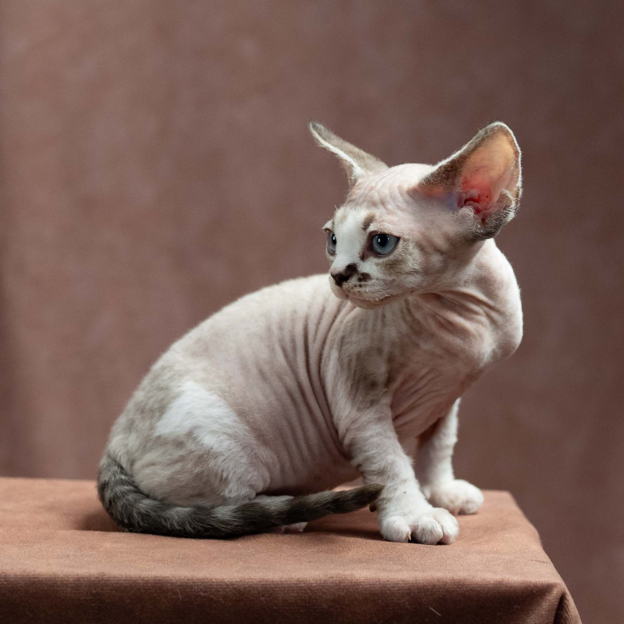 Frank, boy, born on 01.01.25. Devon Rex Pixie Cattery
