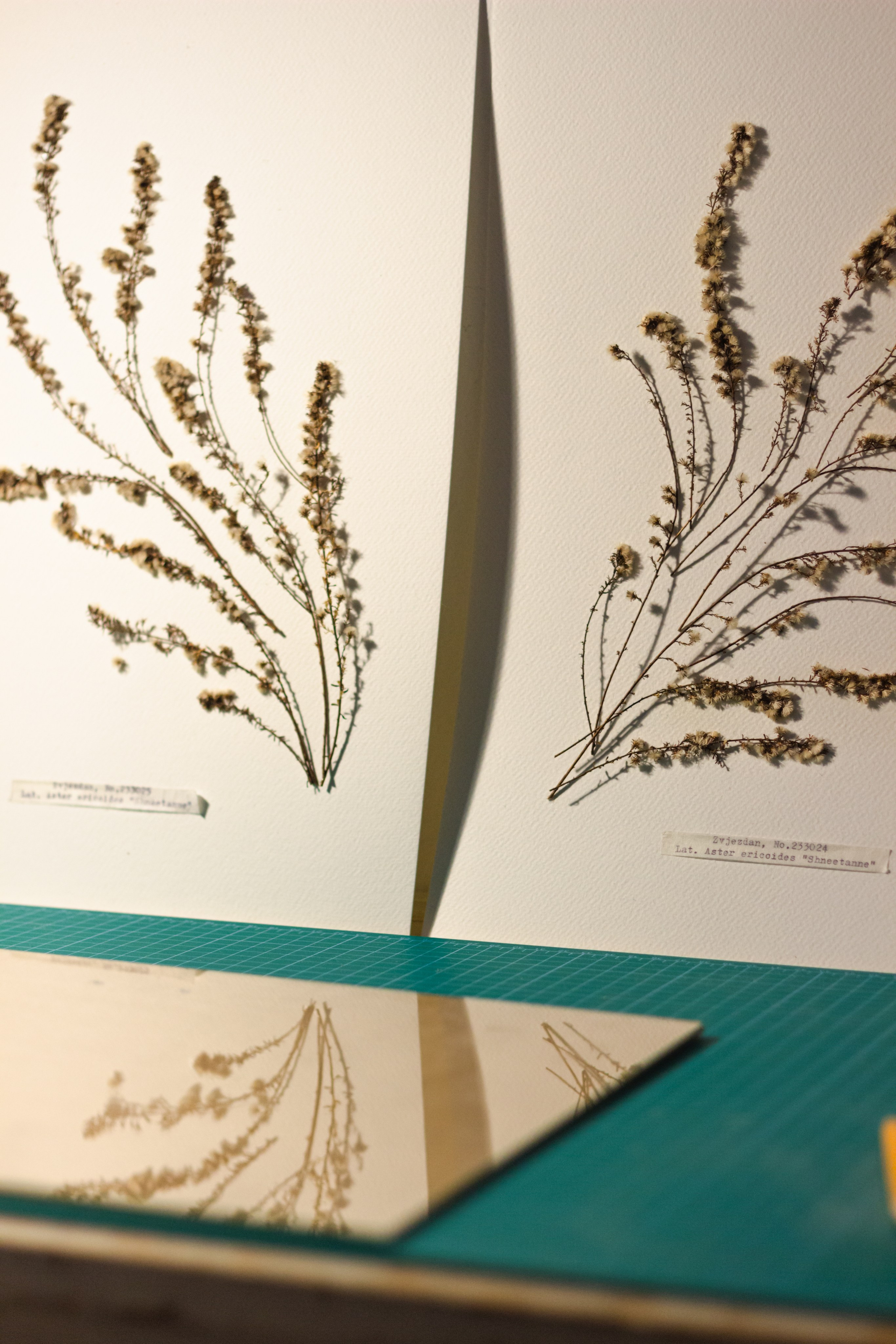 Portfolio. Herbarij studio