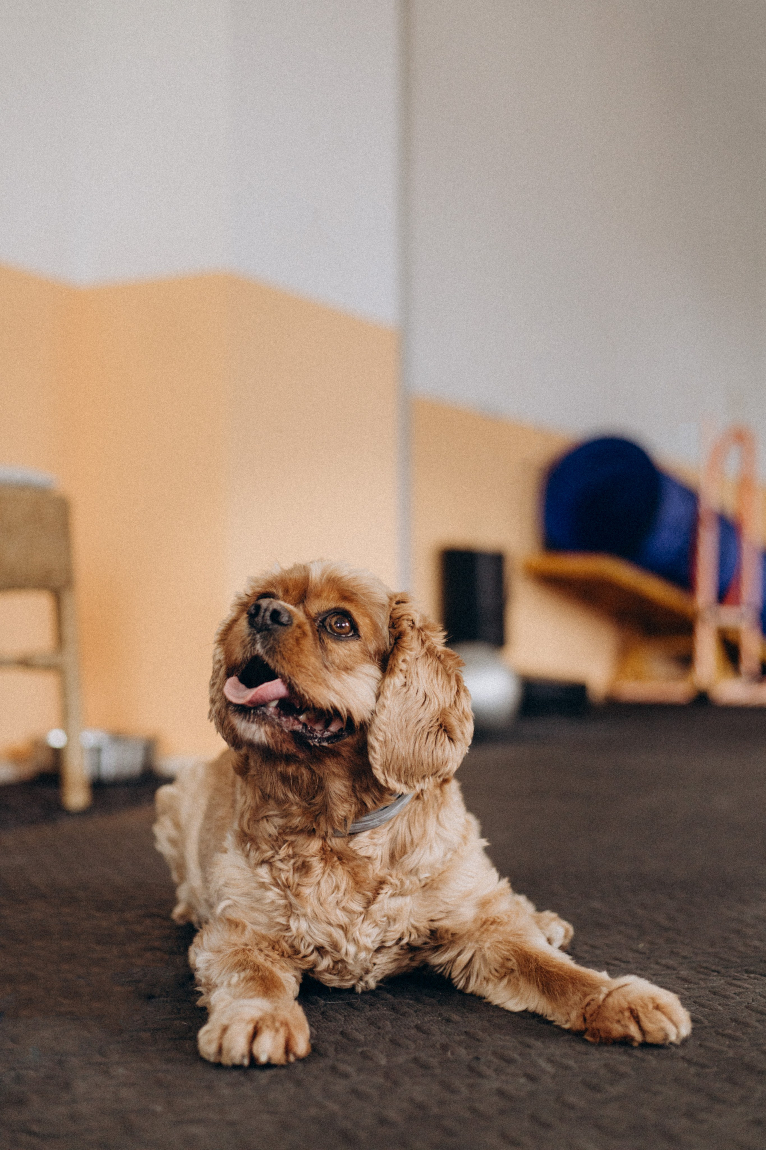 Tiere. Fotograf Düsseldorf, Köln, NRW - Kristina Braudo