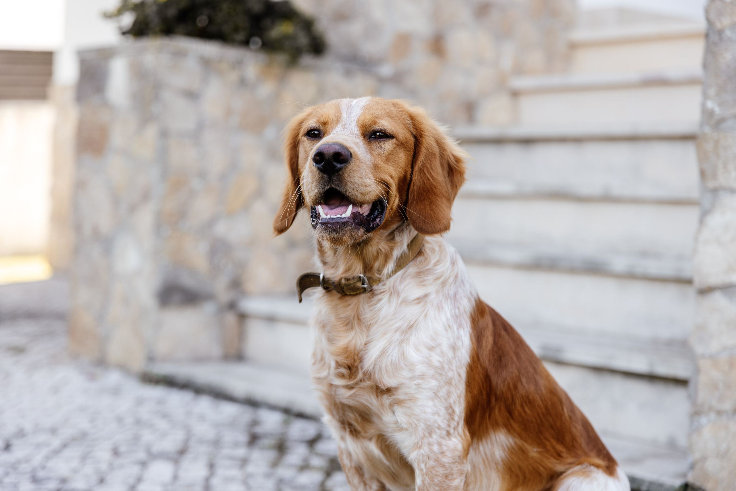 Galeria e Filme Casamento Challet Fonte Nova. Fotografia e Filmes de Casamento de Luxo | Portugal & Destination Weddings | Ricardo & Mary Pictures