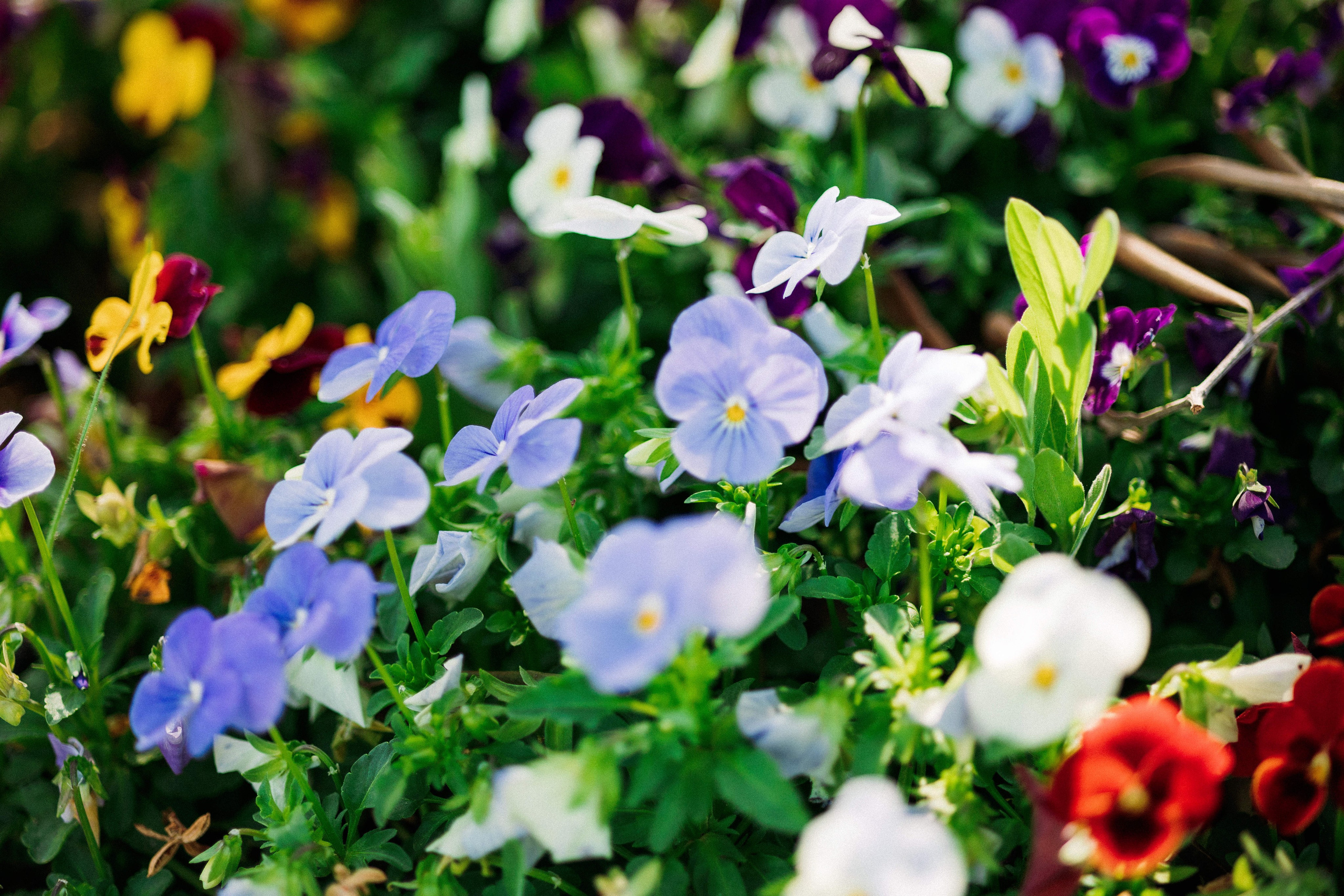 Lightness of Being. Https://shi-photo.com/