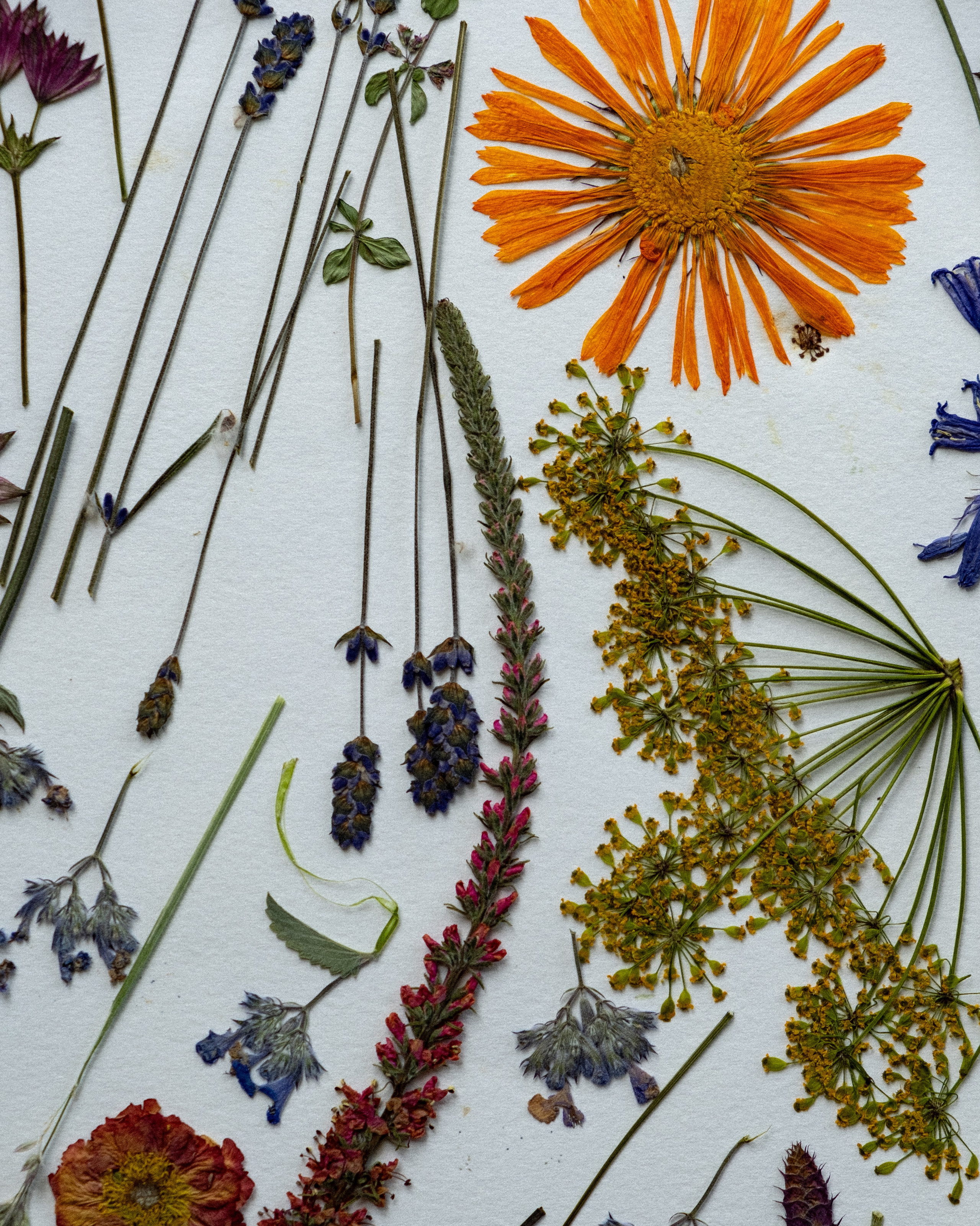 Studio. Síog Botanicals. Alforlove.com