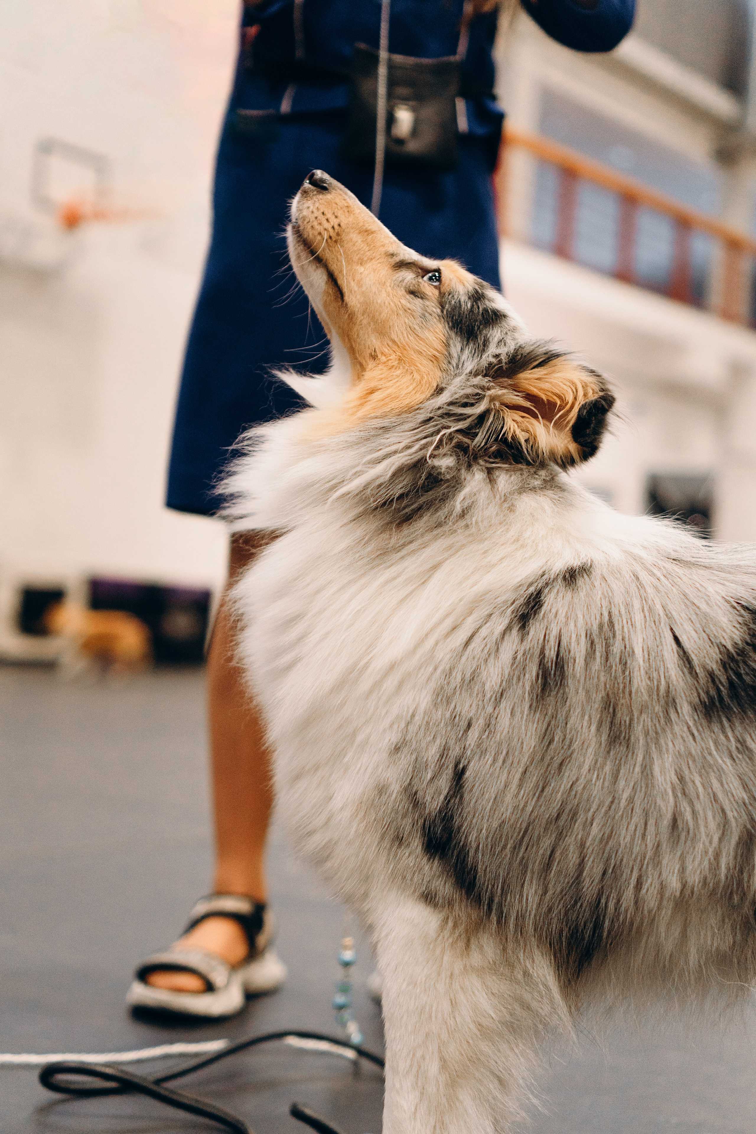 Pärnu dog weekend photo report. Kat Laisaar — Pet photographer in Tallinn