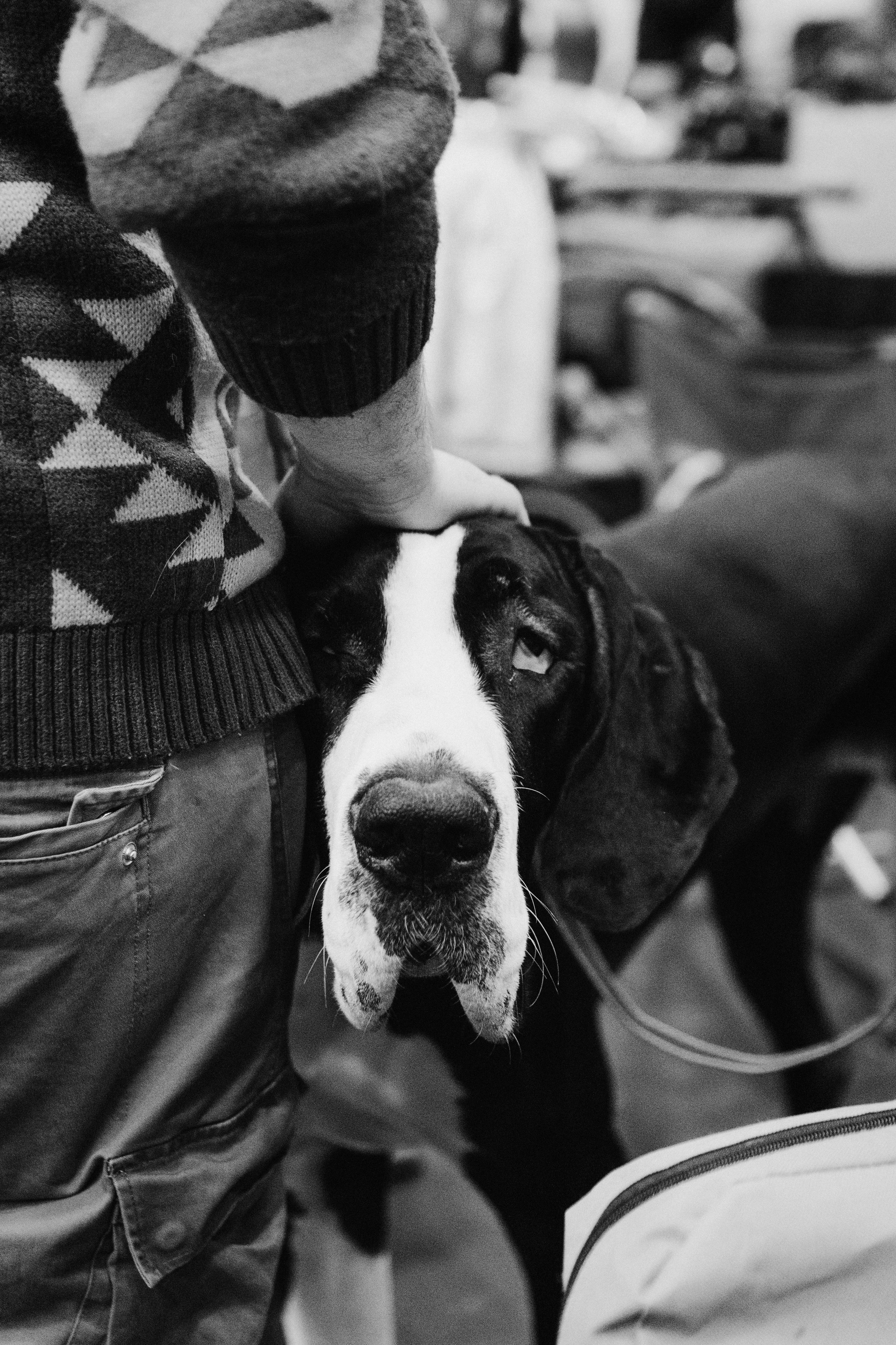 Pärnu dog weekend photo report. Kat Laisaar — Pet photographer in Tallinn