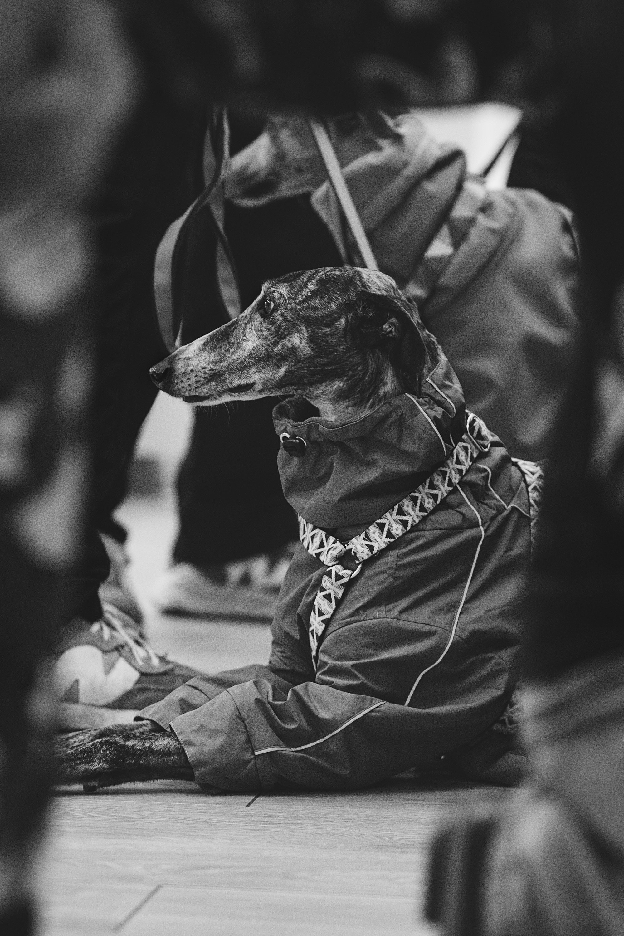 GalgoTreff / Solaris keskus 16 november. Kat Laisaar — Pet photographer in Tallinn