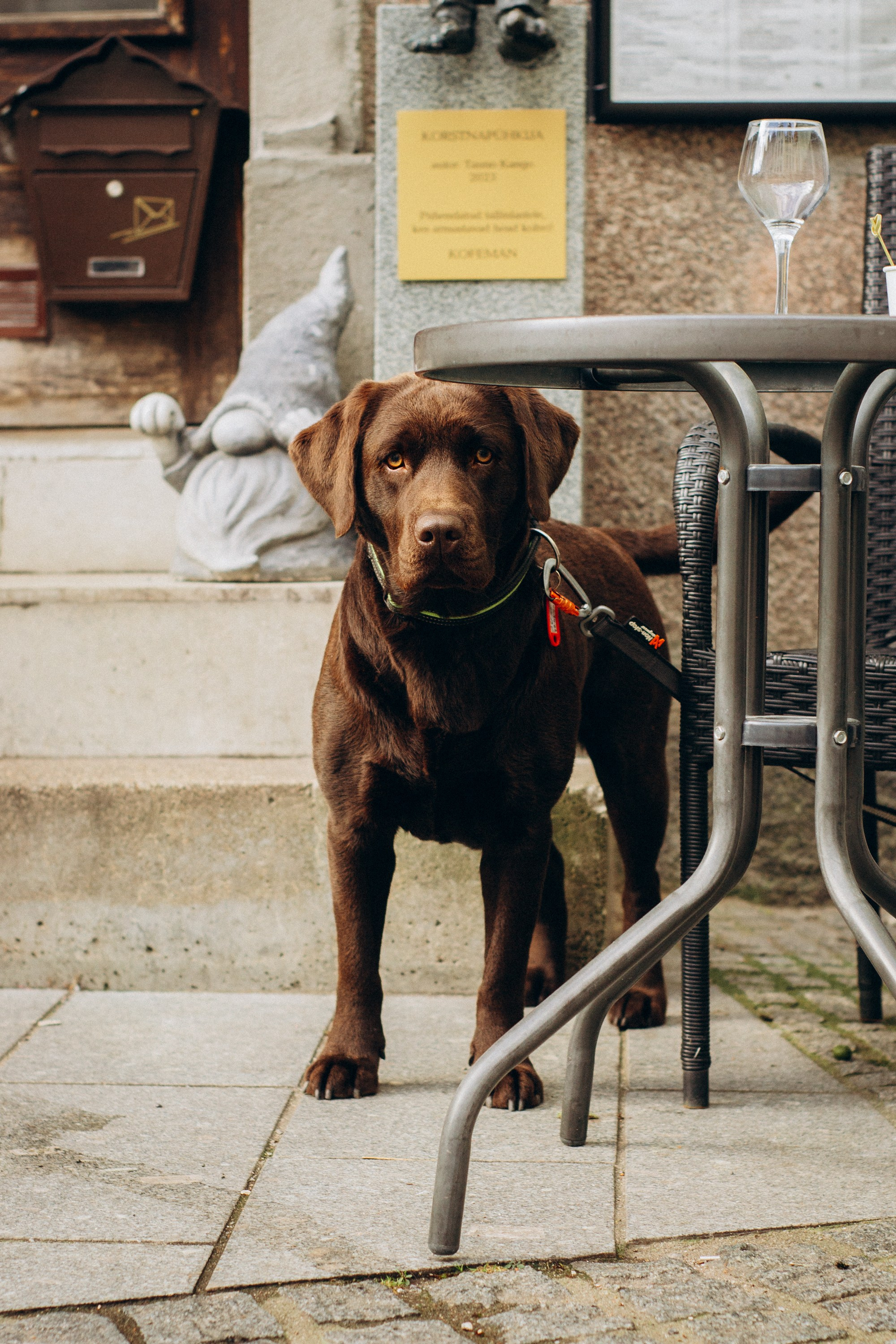 Dog Street Photography in Estonia. Kat Laisaar — Pet photographer in Tallinn