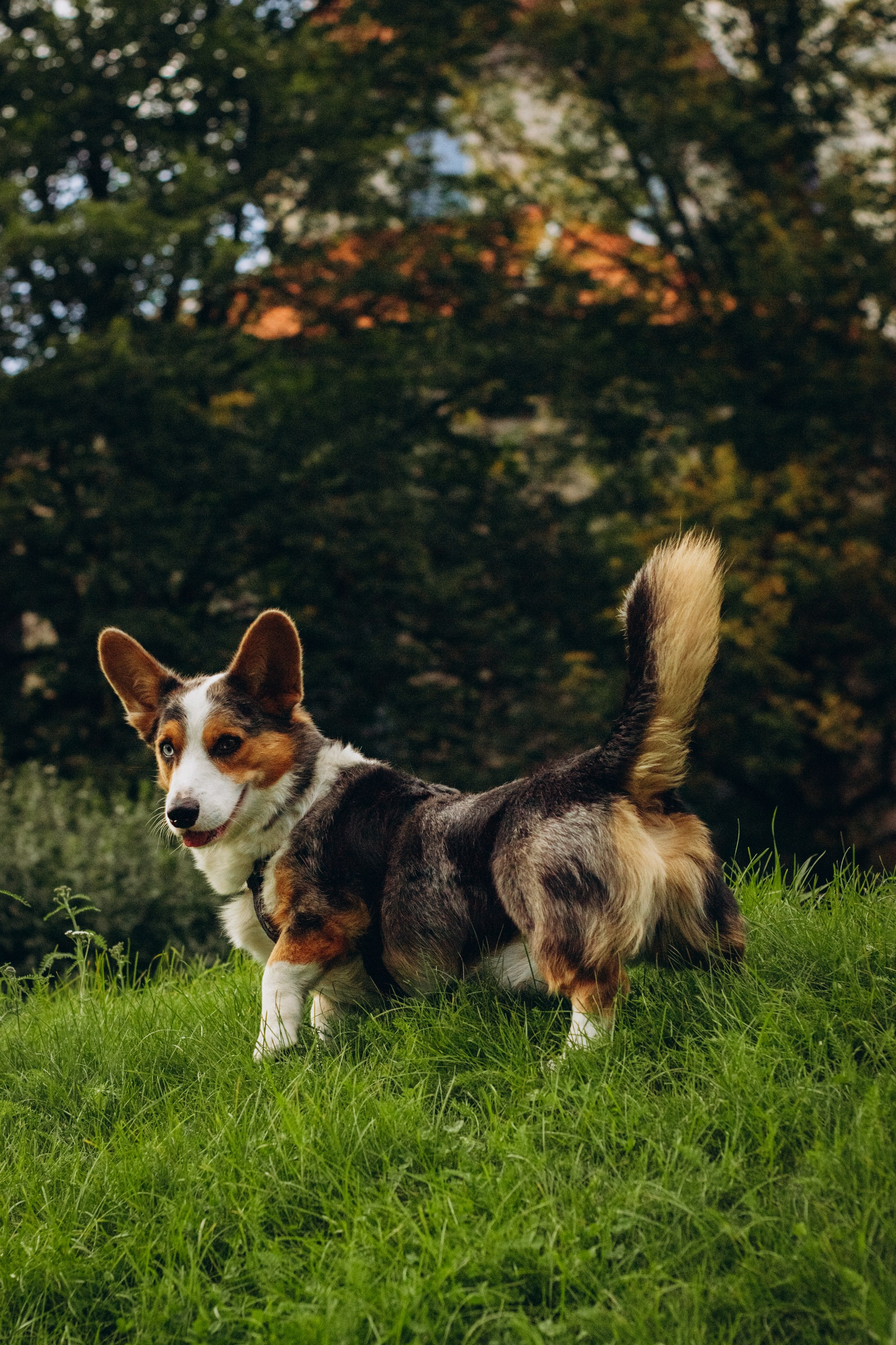 Dog Street Photography in Estonia. Kat Laisaar — Pet photographer in Tallinn