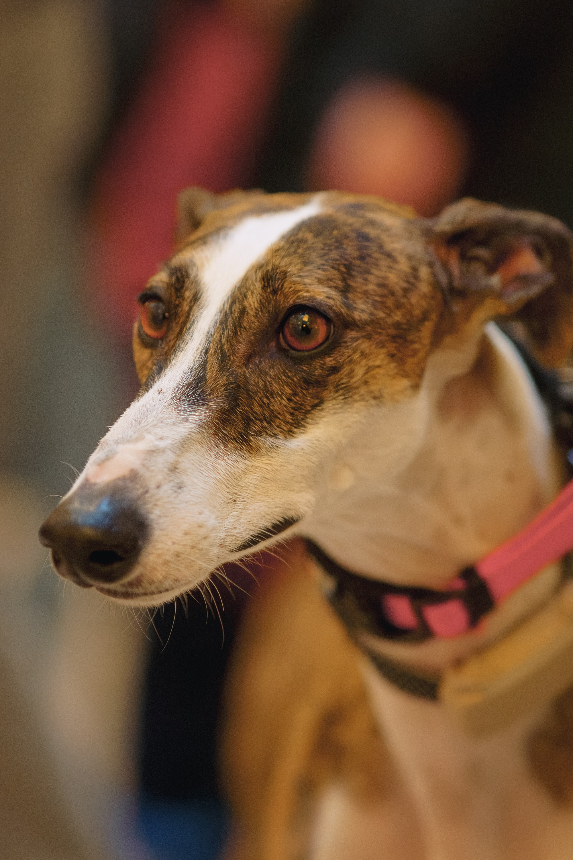 GalgoTreff / Solaris keskus 16 november. Kat Laisaar — Pet photographer in Tallinn