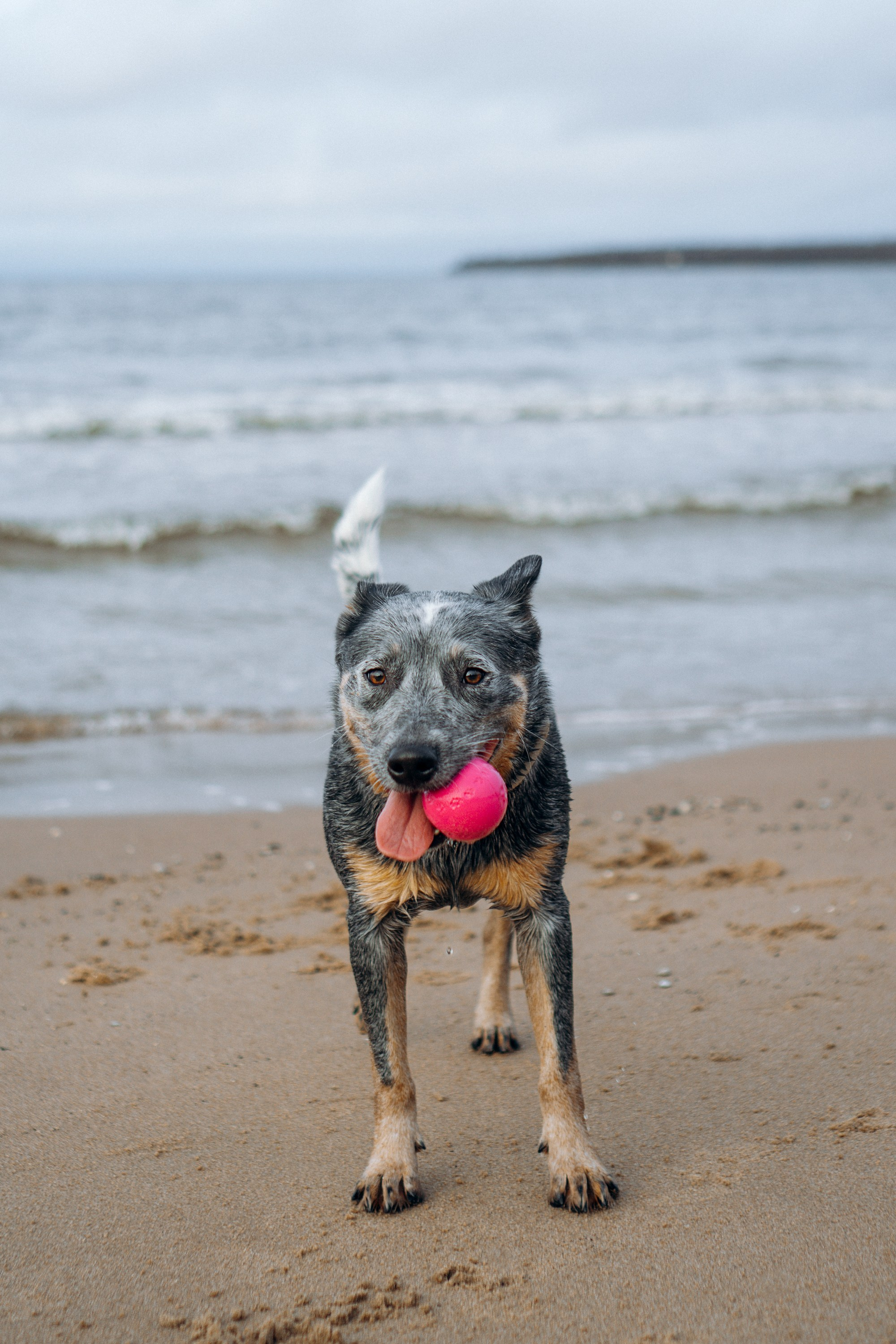Polina and her Dakota, Australian Cattle Dog. Kat Laisaar — Pet photographer in Tallinn