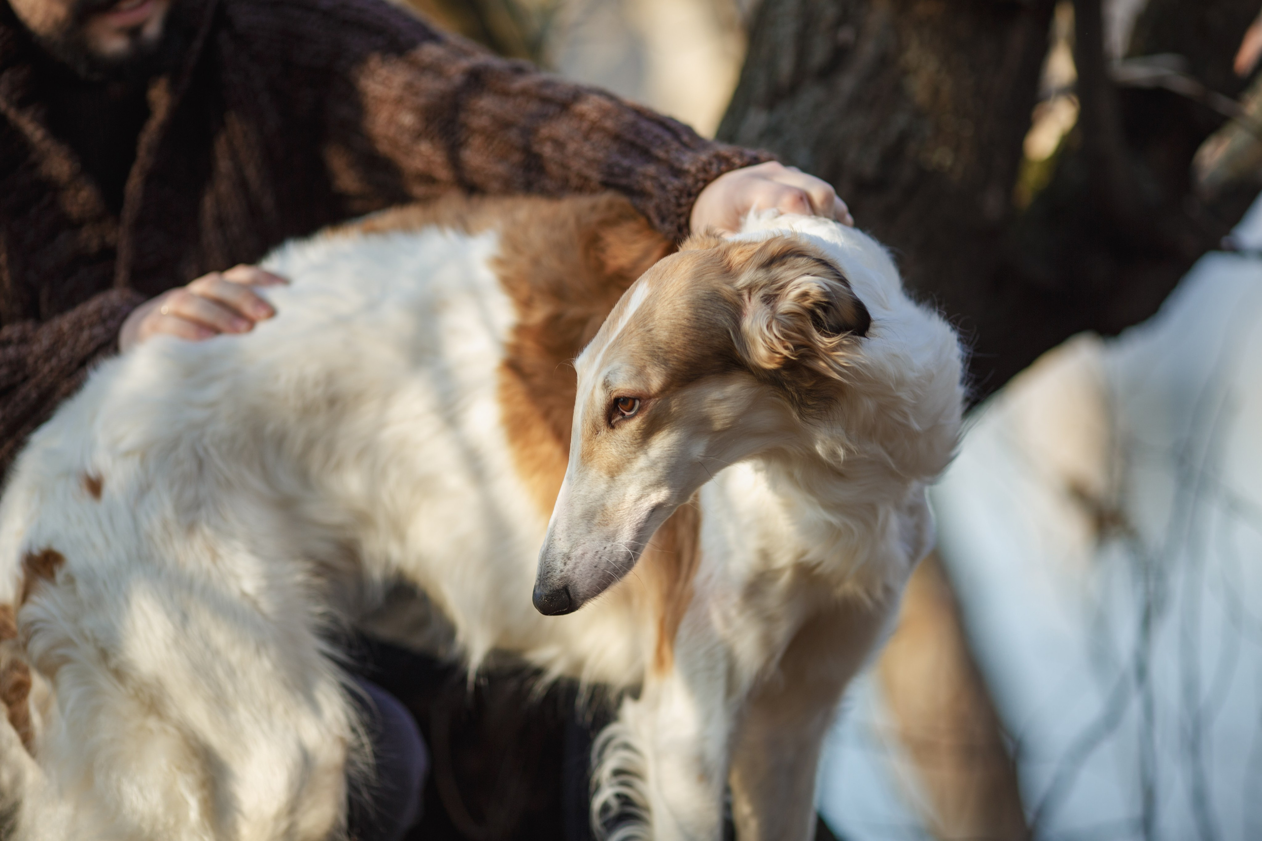 Sviteroff. Autumn collection 2019. Tatiana Smirnova — Photographer