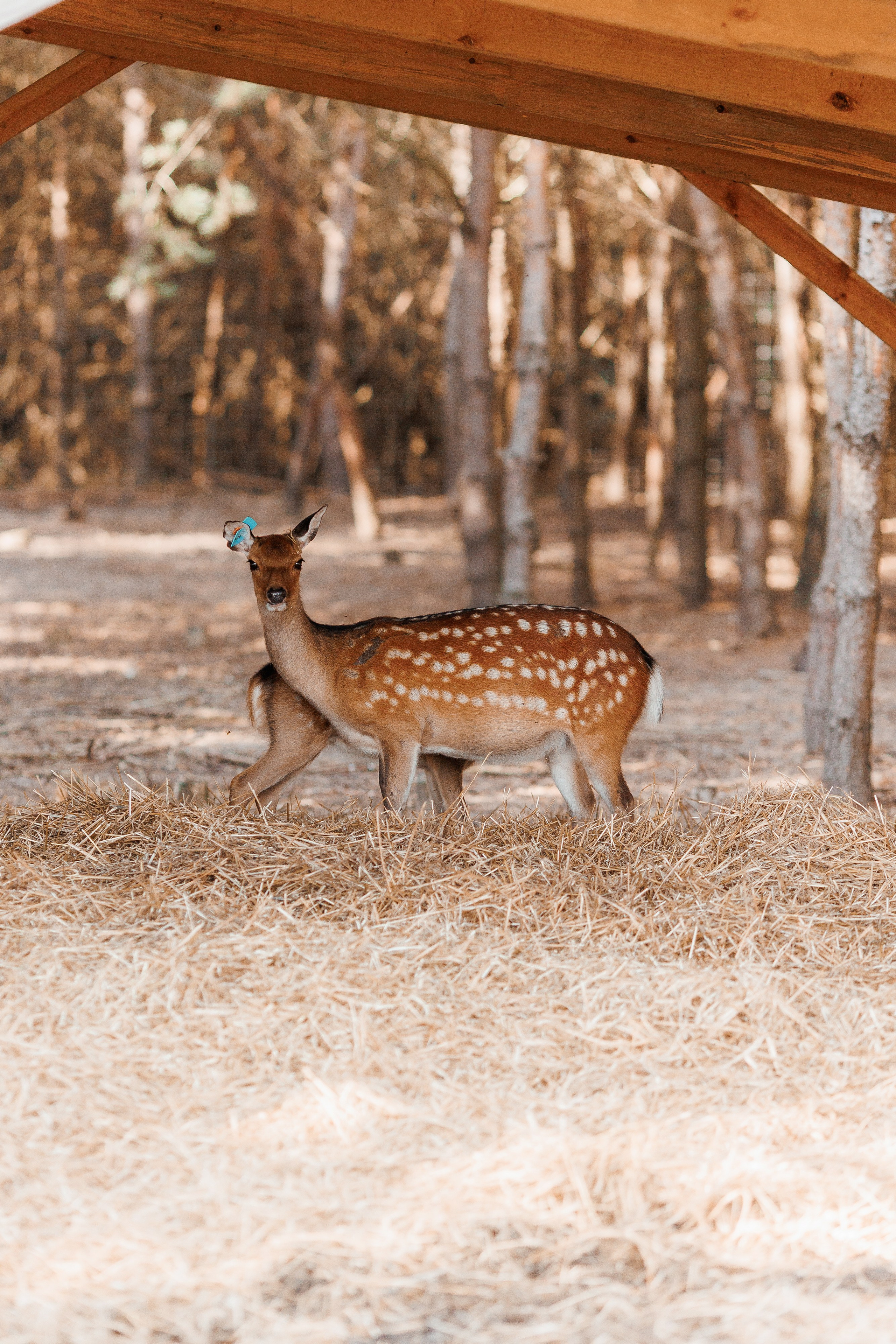 Екопарк Аміла. Ірина Терещук