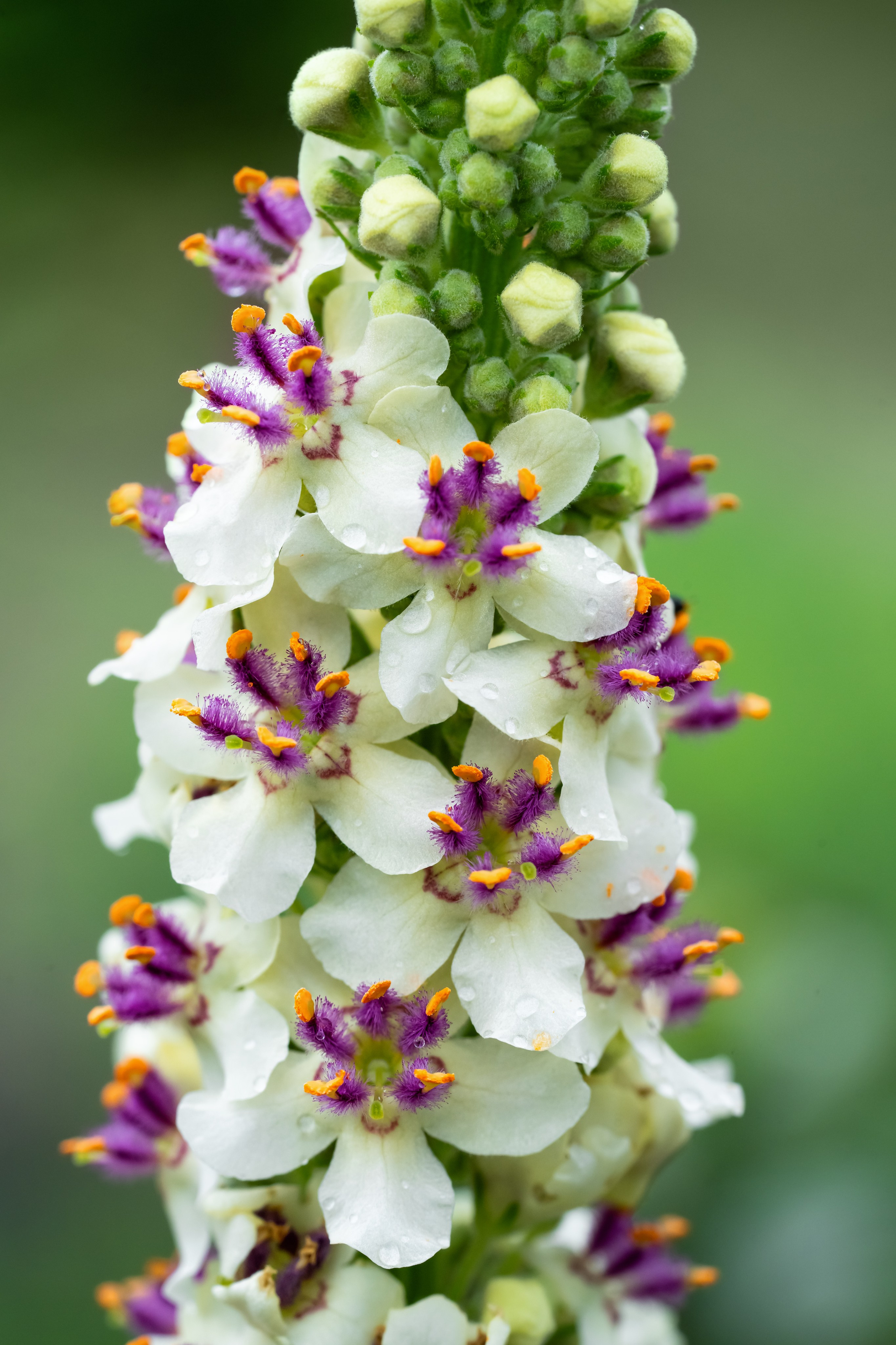 Makro. Kinder- und Familienfotograf in  Sachsen-Anhalt Svetlana Glassl