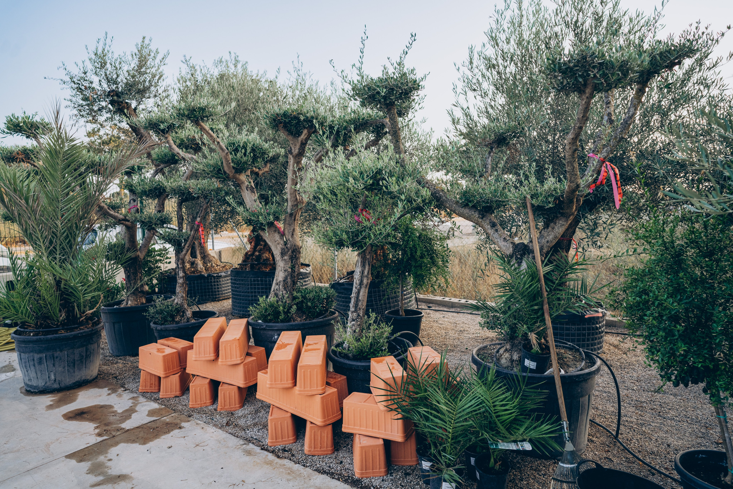 Centro Jardin. Photographer in Mallorca