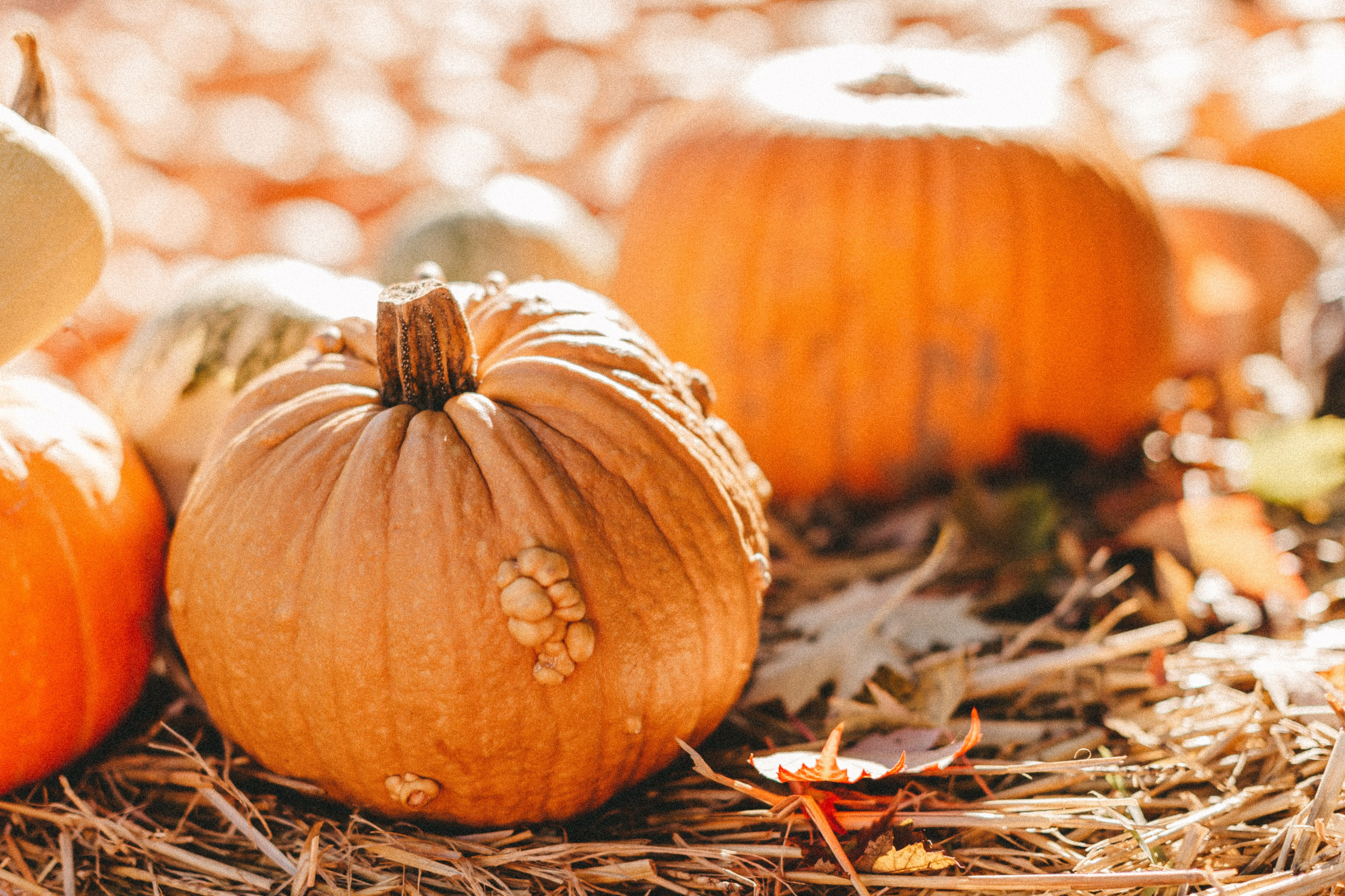 Фестиваль тыкв в Людвигсбурге. Фотограф в Германии — Мария Чистякова