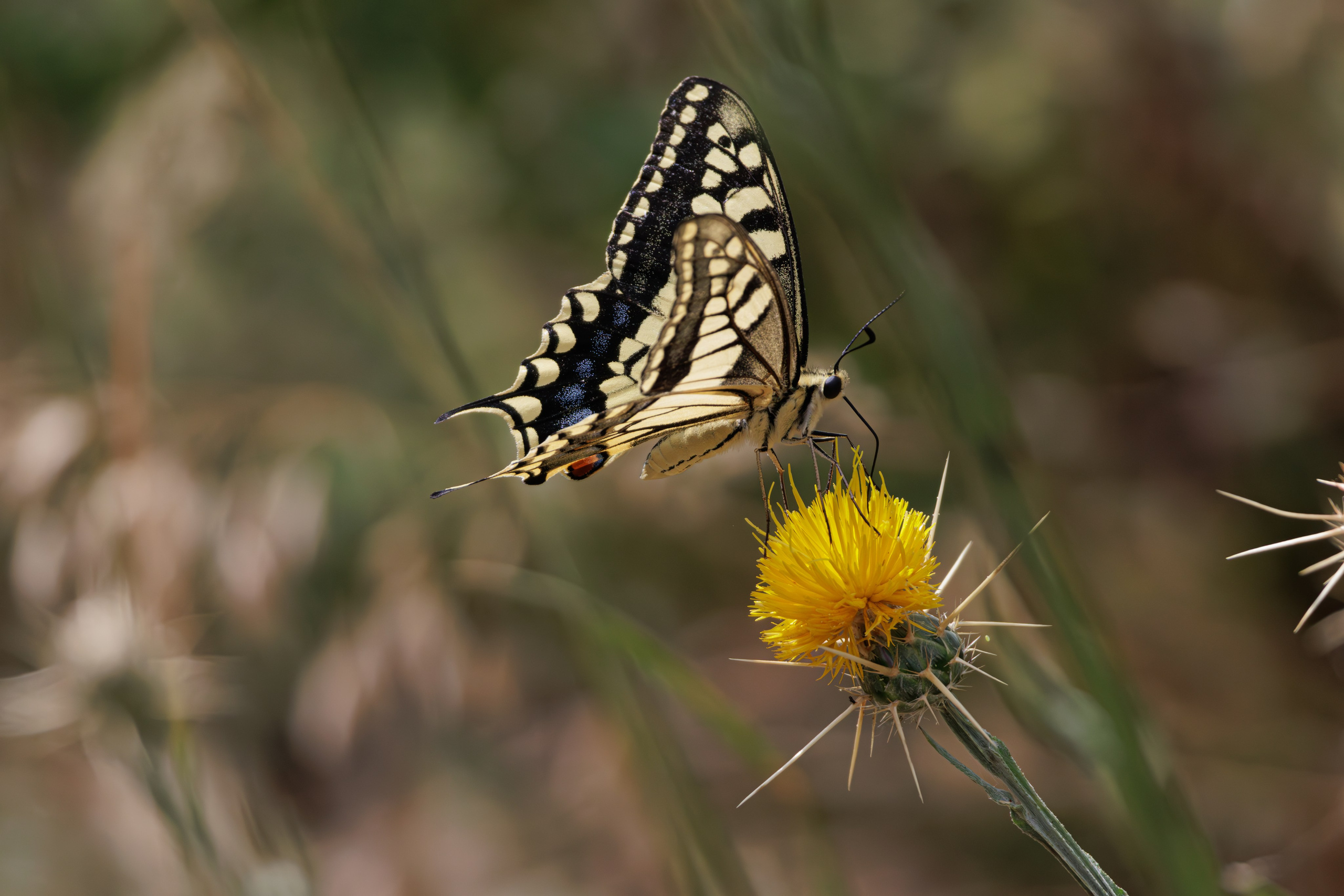 გასეირნება წავკისიდან ვაკის პარკამდე. FramefreeMan