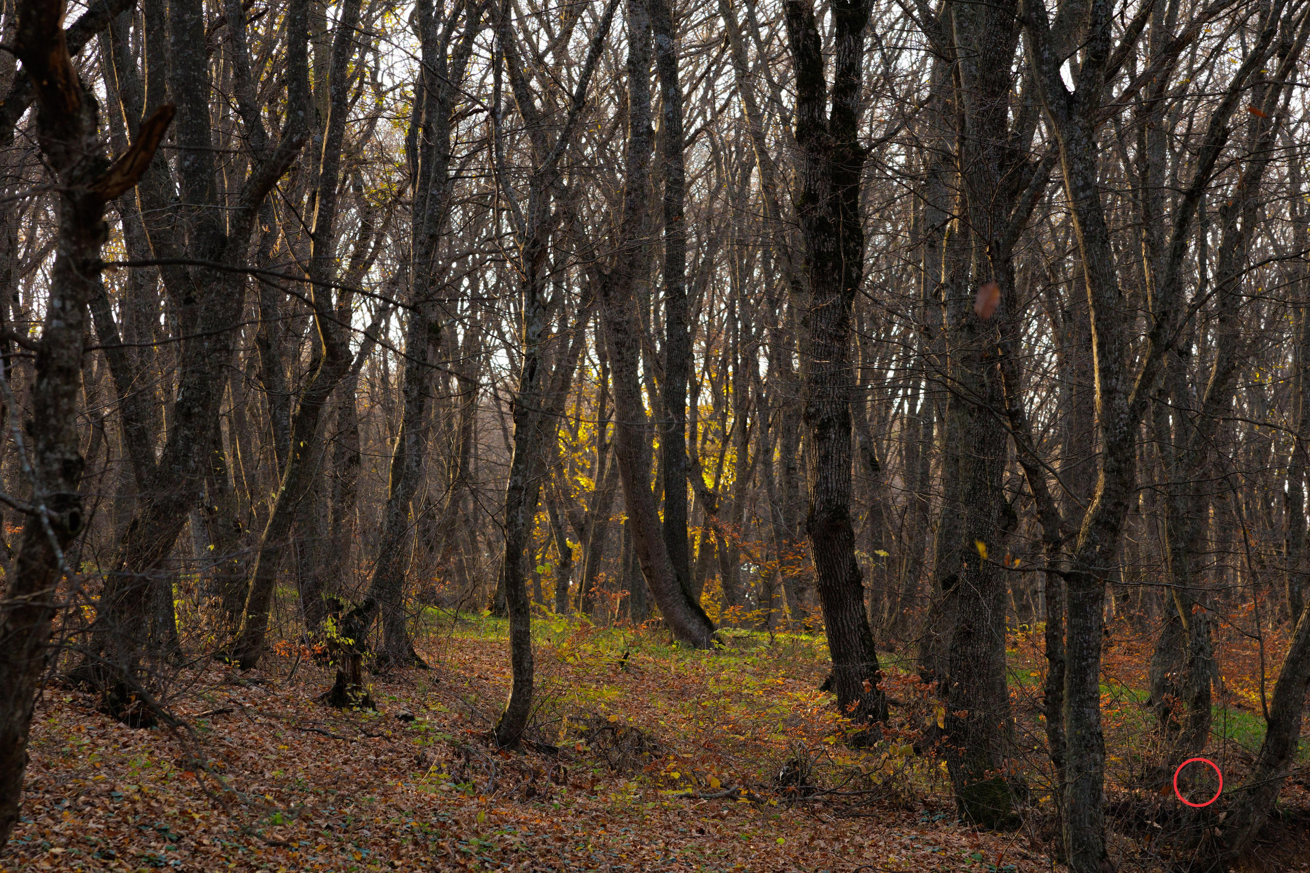 ტყე შემოდგომისა. FramefreeMan