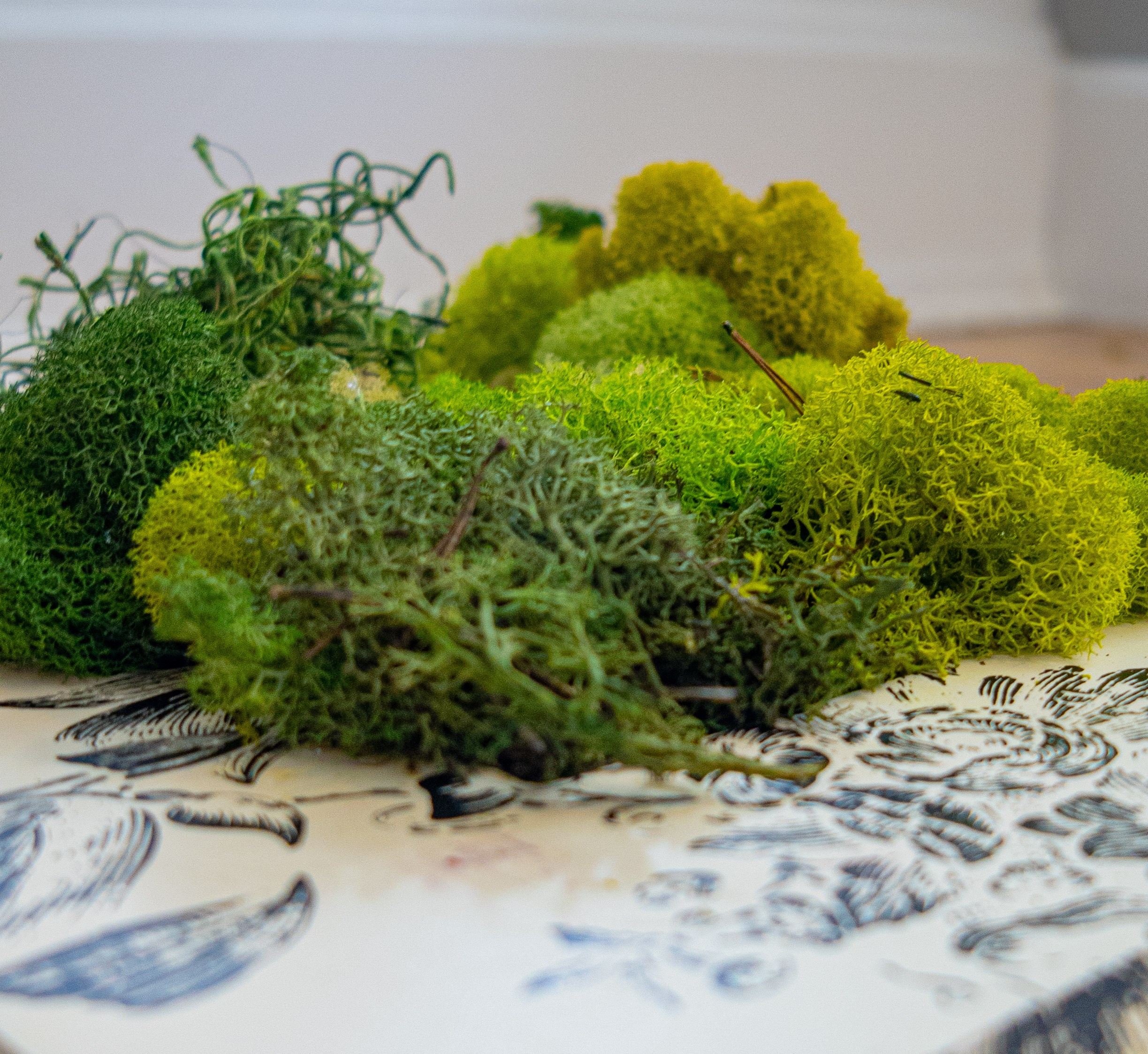 Anna & Moss magic, Content. Yana Bobrova | Artistic Photography