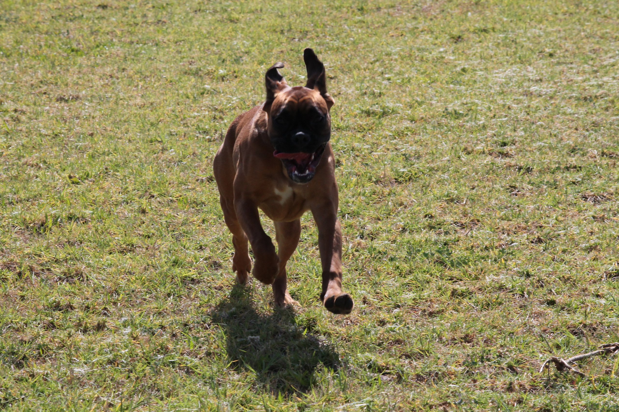 My ״Star״ Boxer Dog