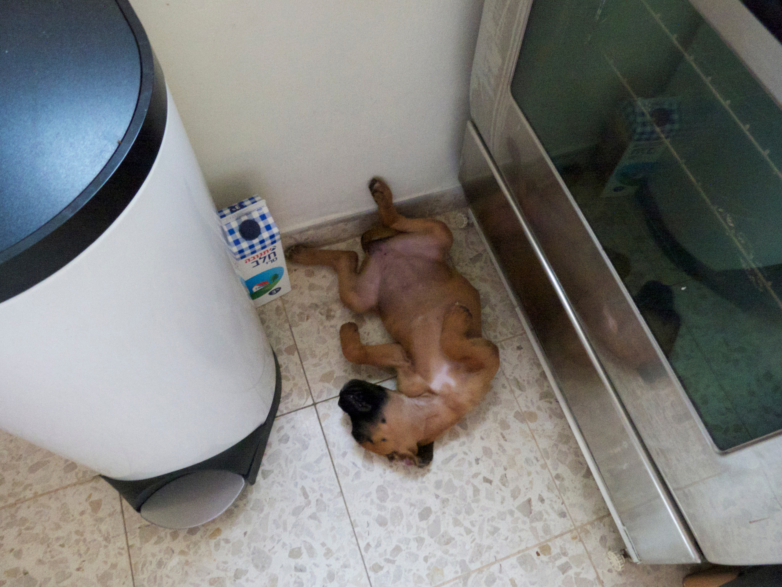 My ״Star״ Boxer Dog