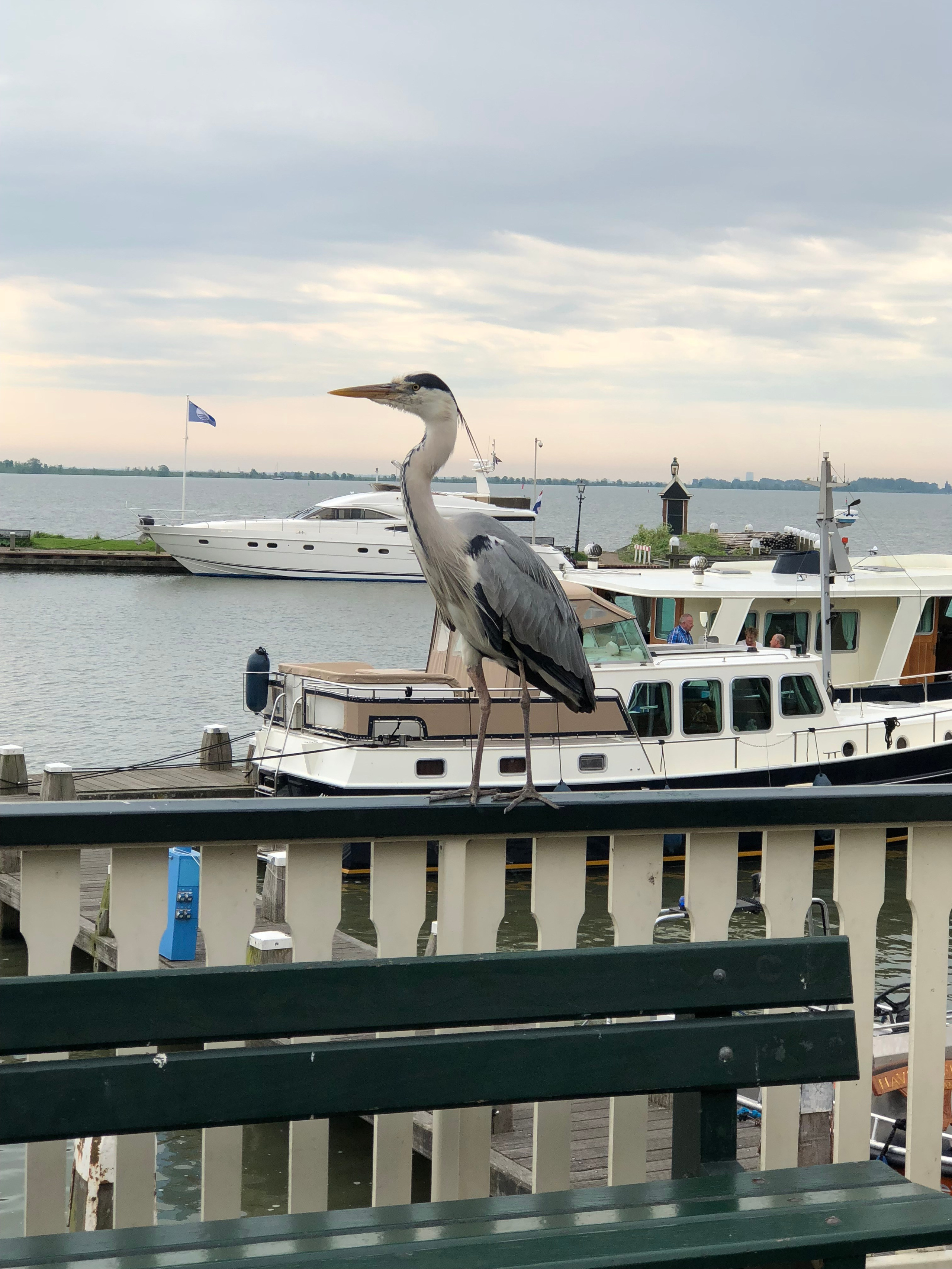 On my last visit to AMSTERDAM May 2018 it was fun and very interesting in this country