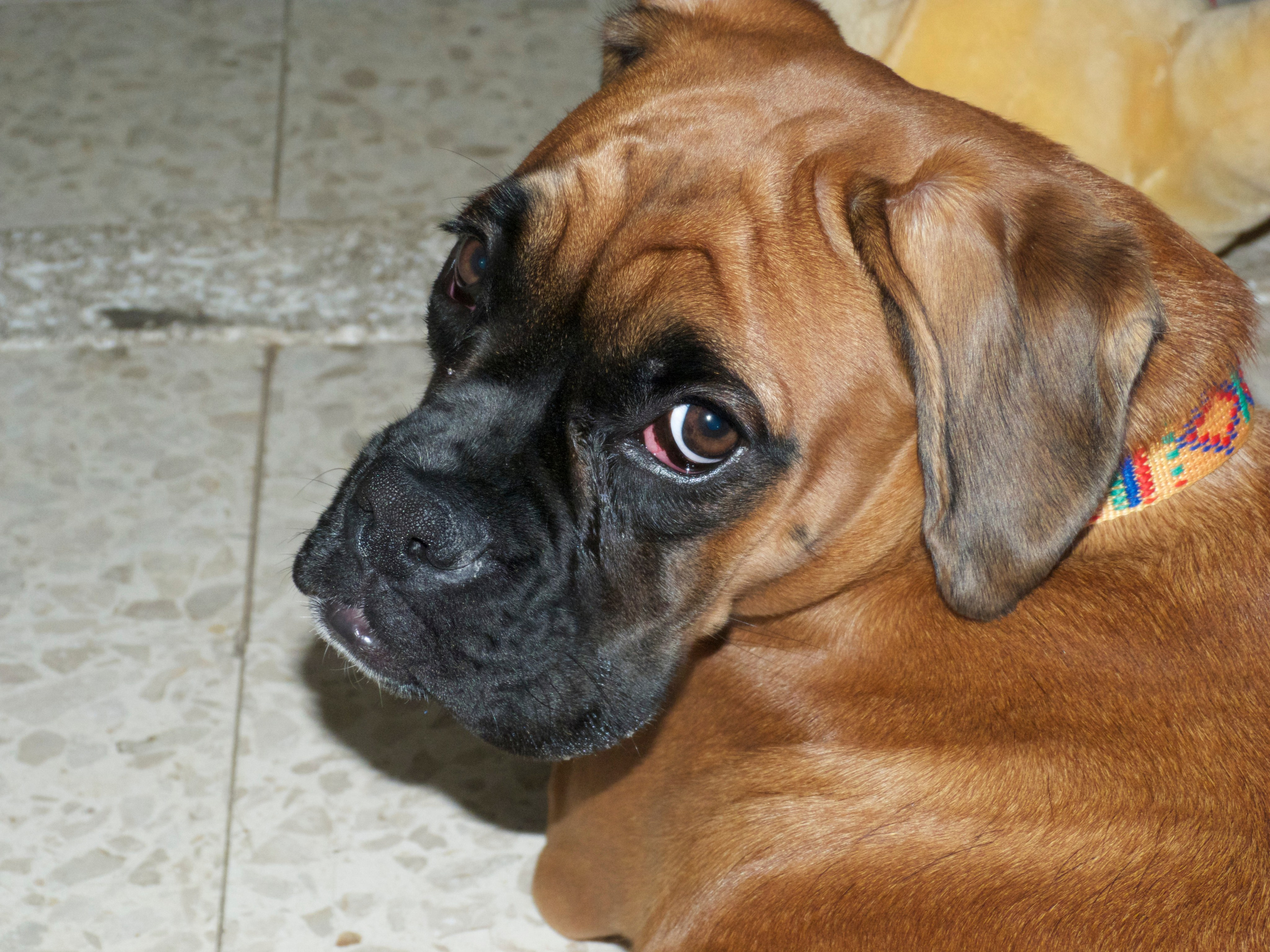 My ״Star״ Boxer Dog
