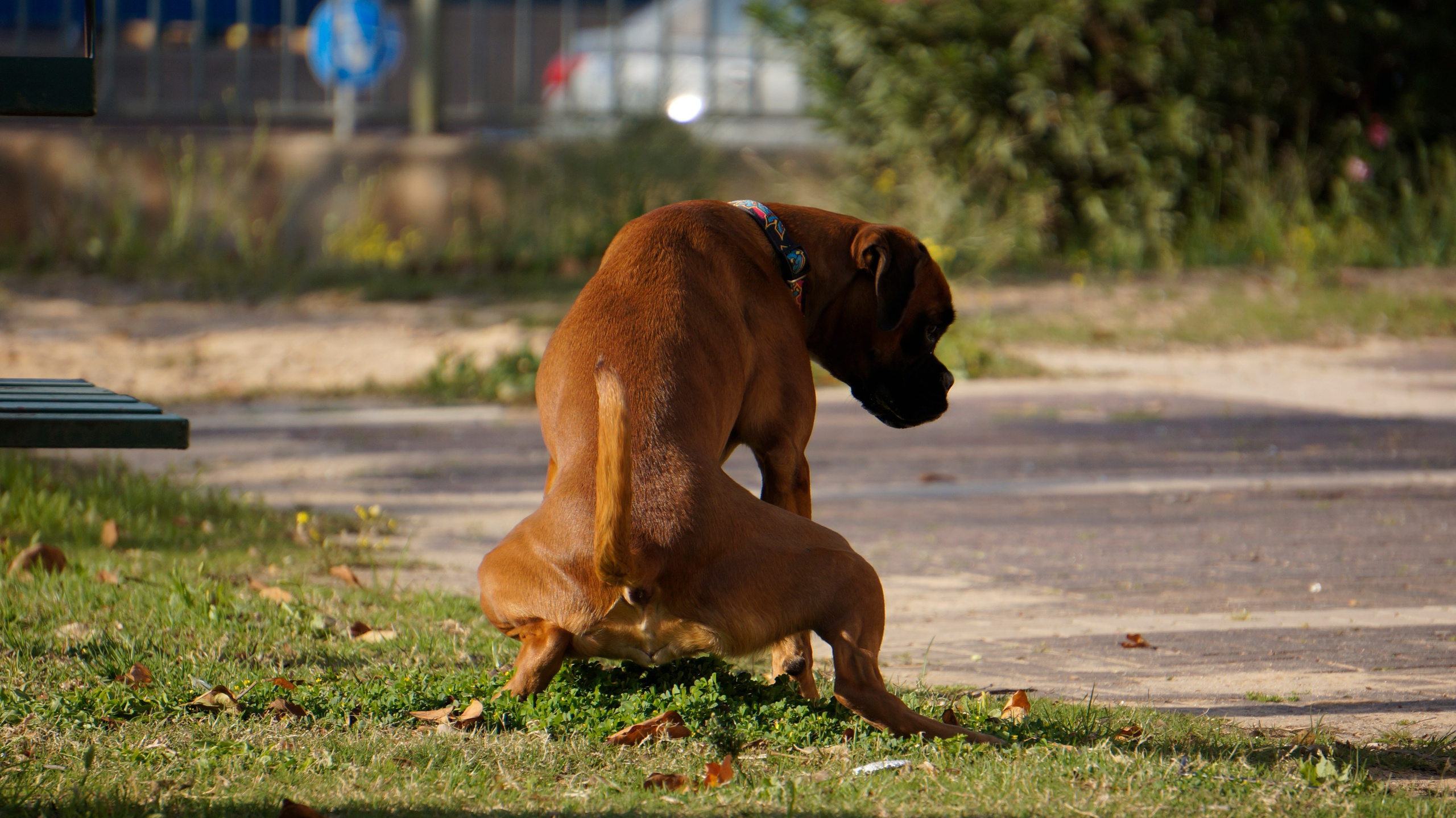 My ״Star״ Boxer Dog