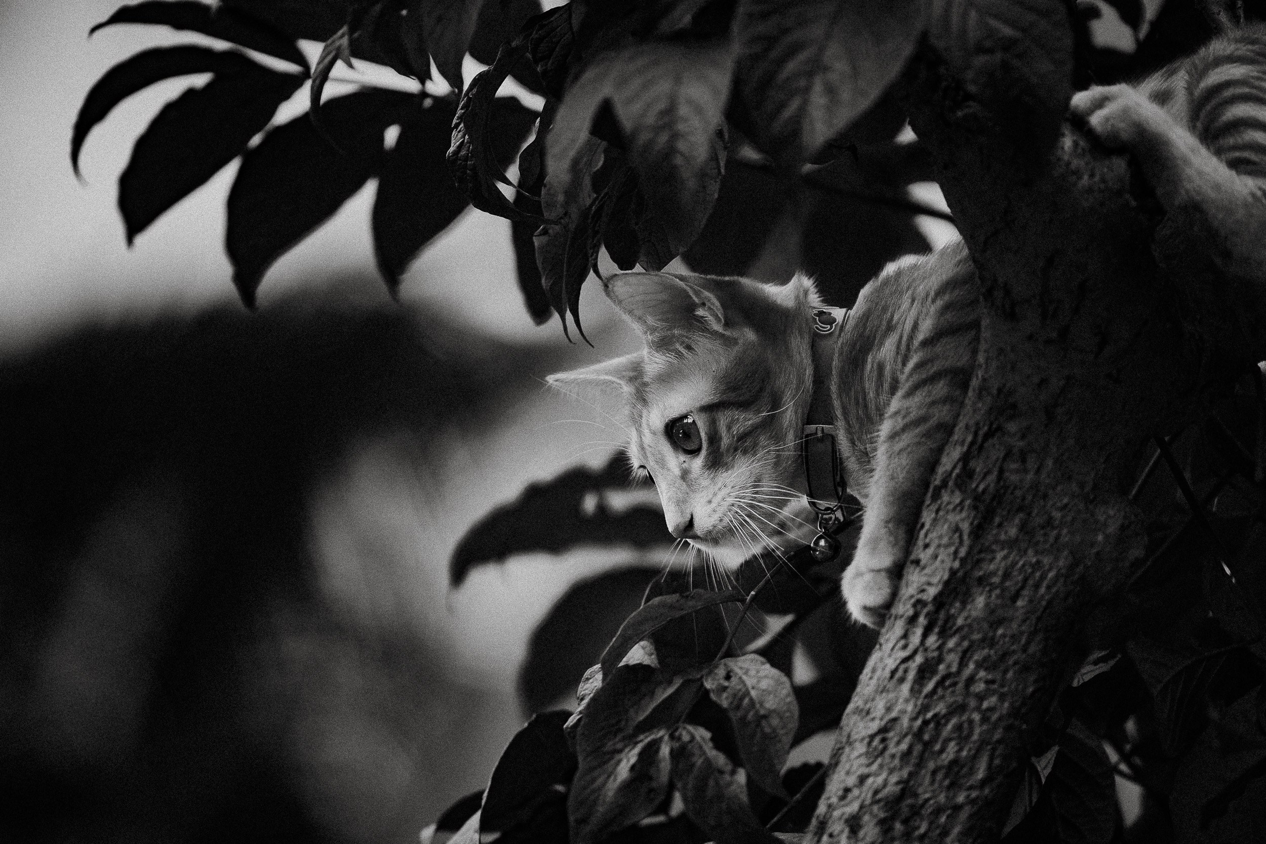 Pet photography. Portrait Photographer in Bangalore | ONEIRO by Anbu Jawahar