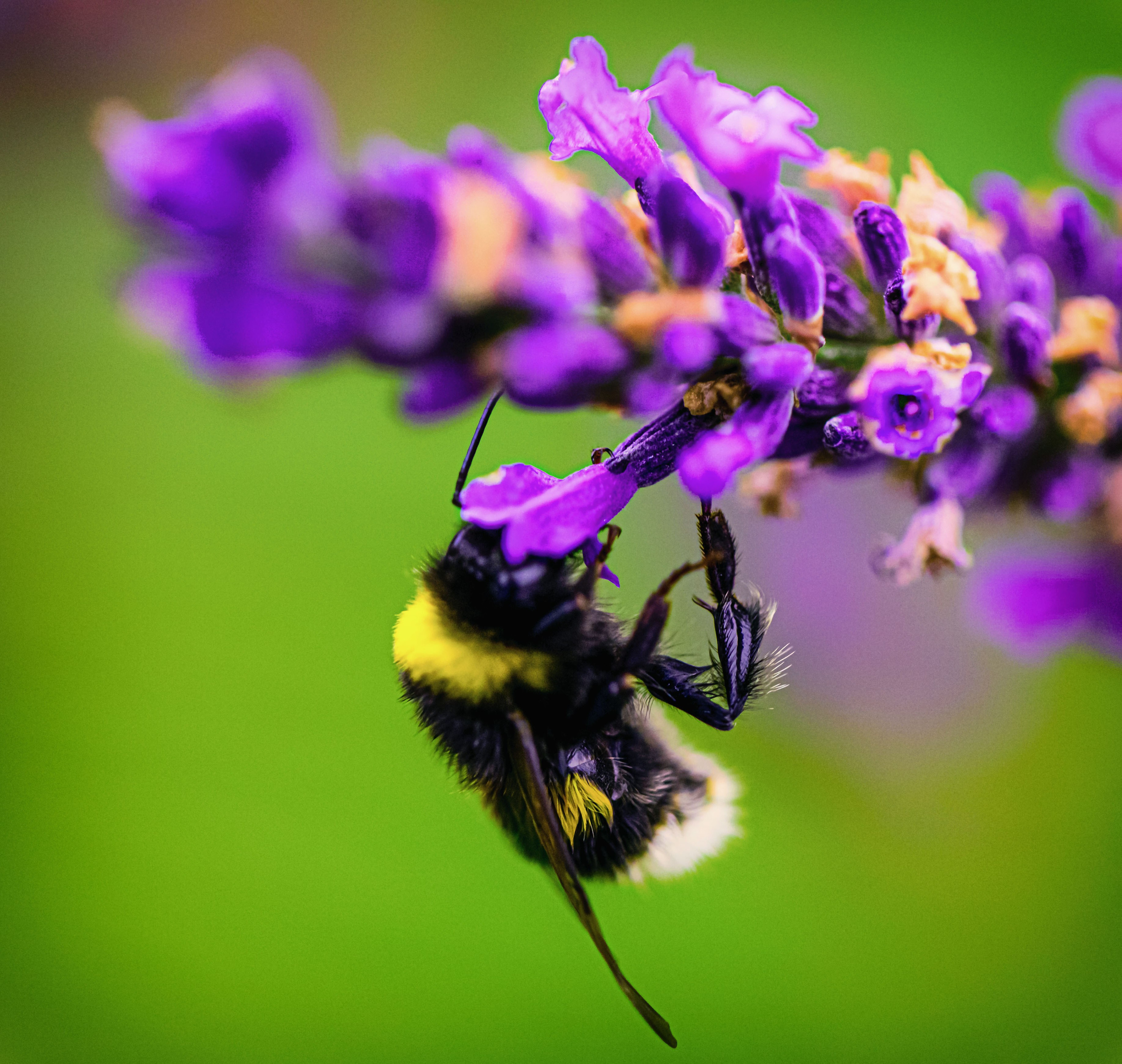 КРЫЛАТЫЕ НАСЕКОМЫЕ. LUKIN IGOR Photography