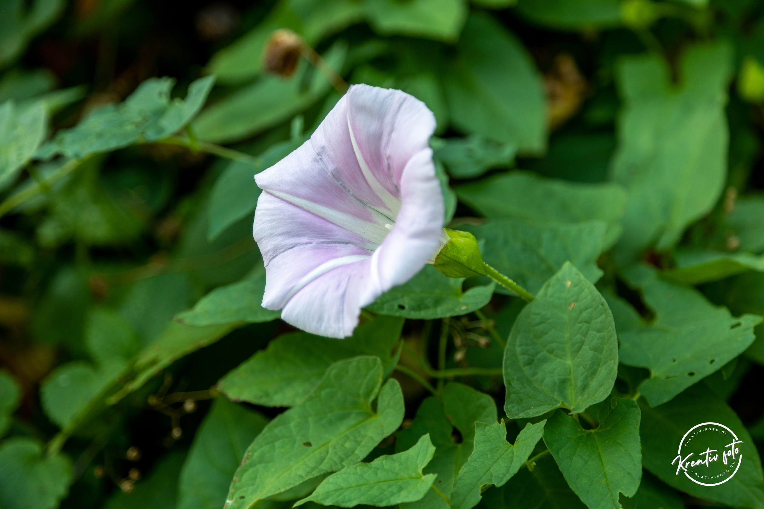 Sommer. Fotograf Aarhus | Portrætfoto Århus | Flotte billeder
