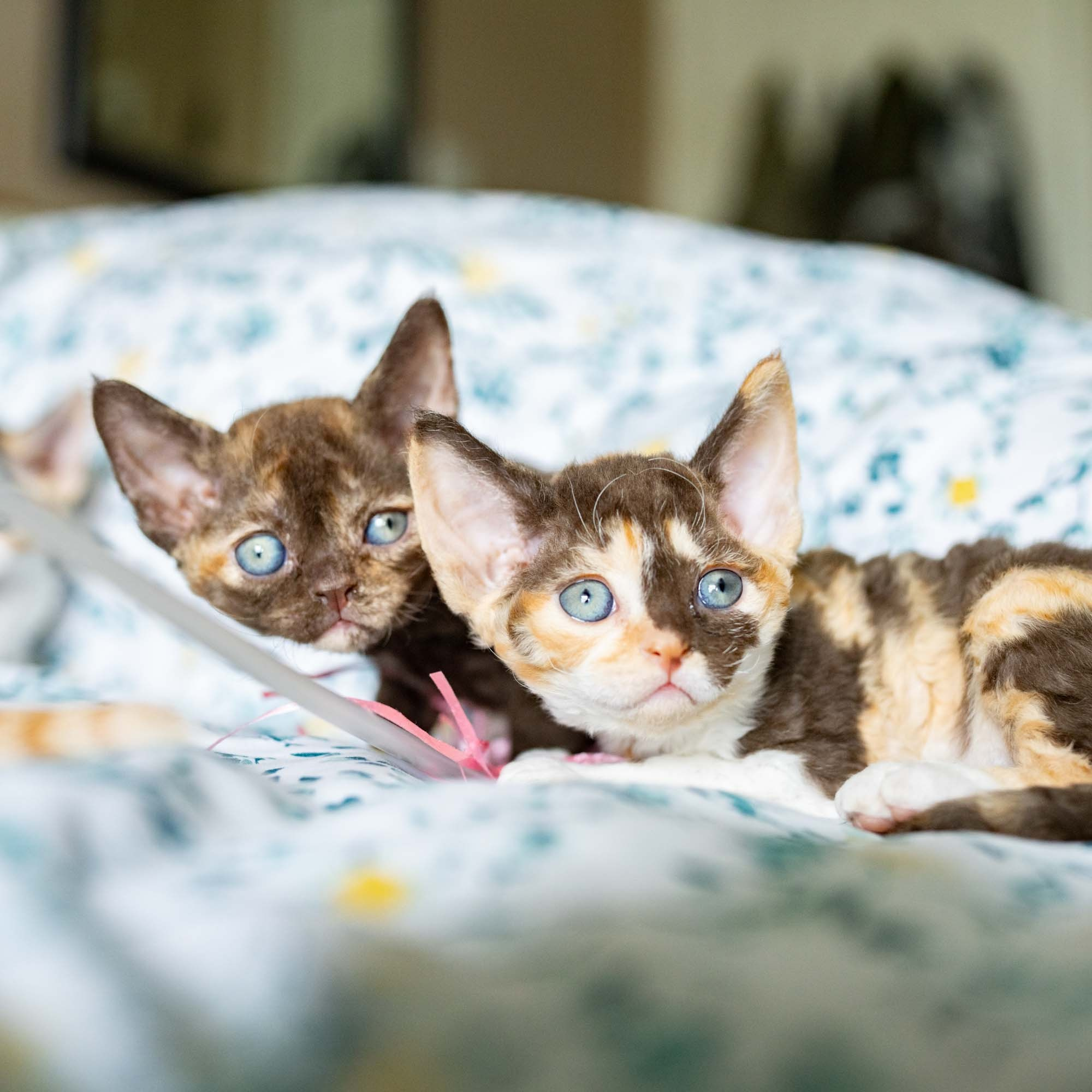 Dory, girl, born on 06.06.24 SOLD. Devon Rex Pixie Cattery