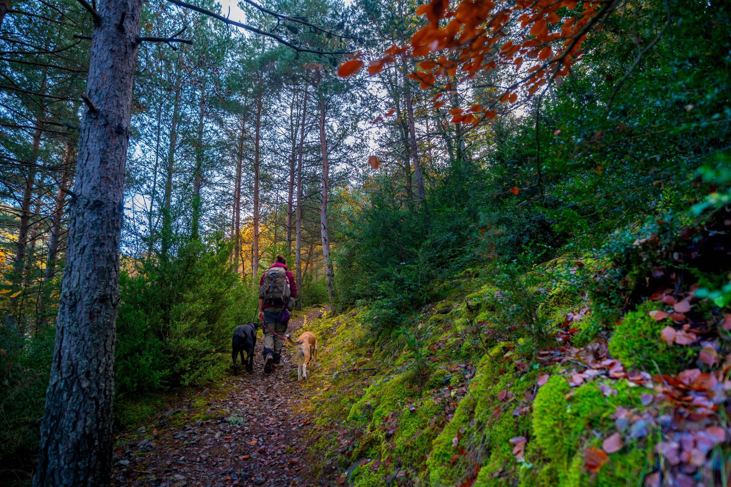 Ruta Otoño. Alba del Norte Studio