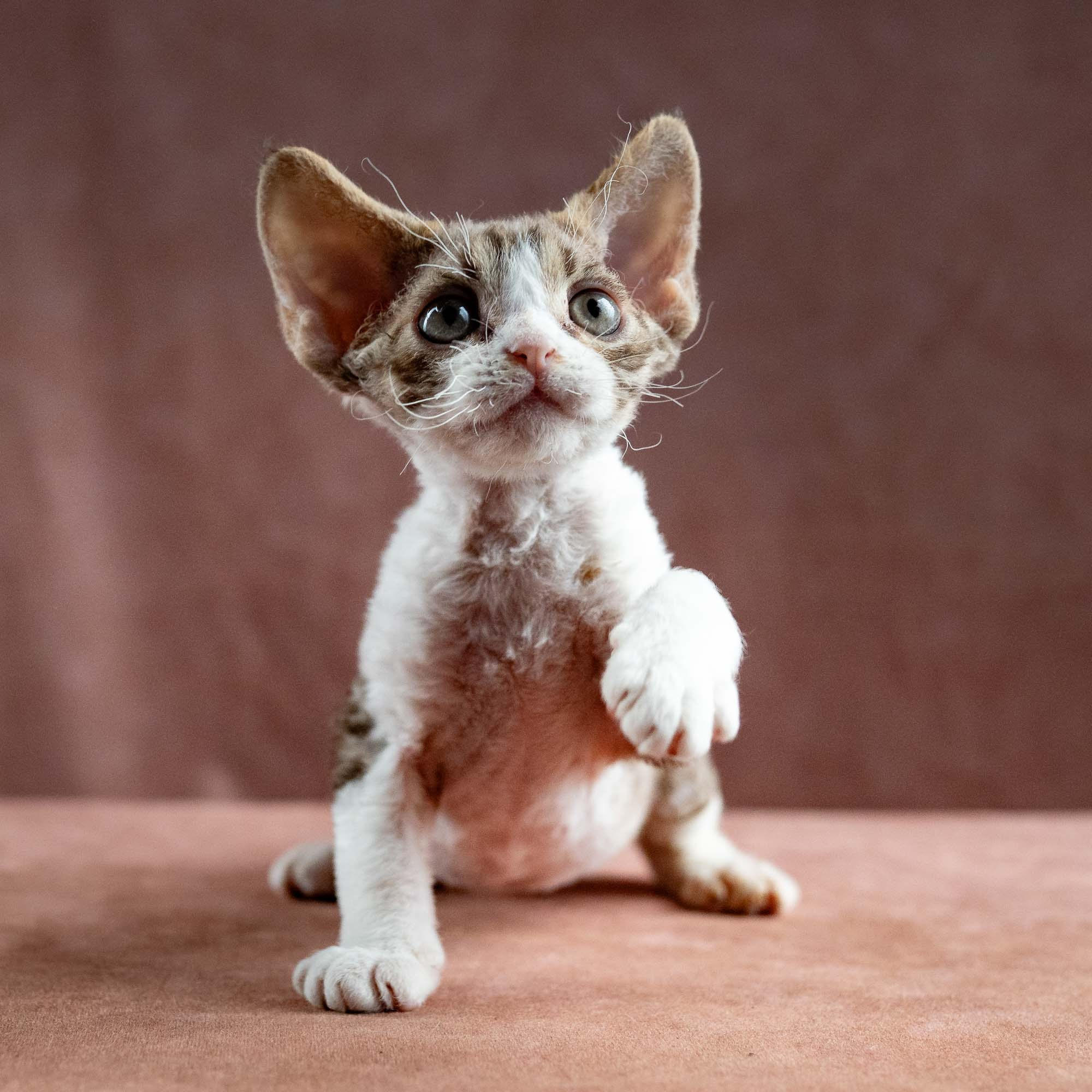 Hugo, boy, born 04.20.25. Devon Rex Pixie Cattery
