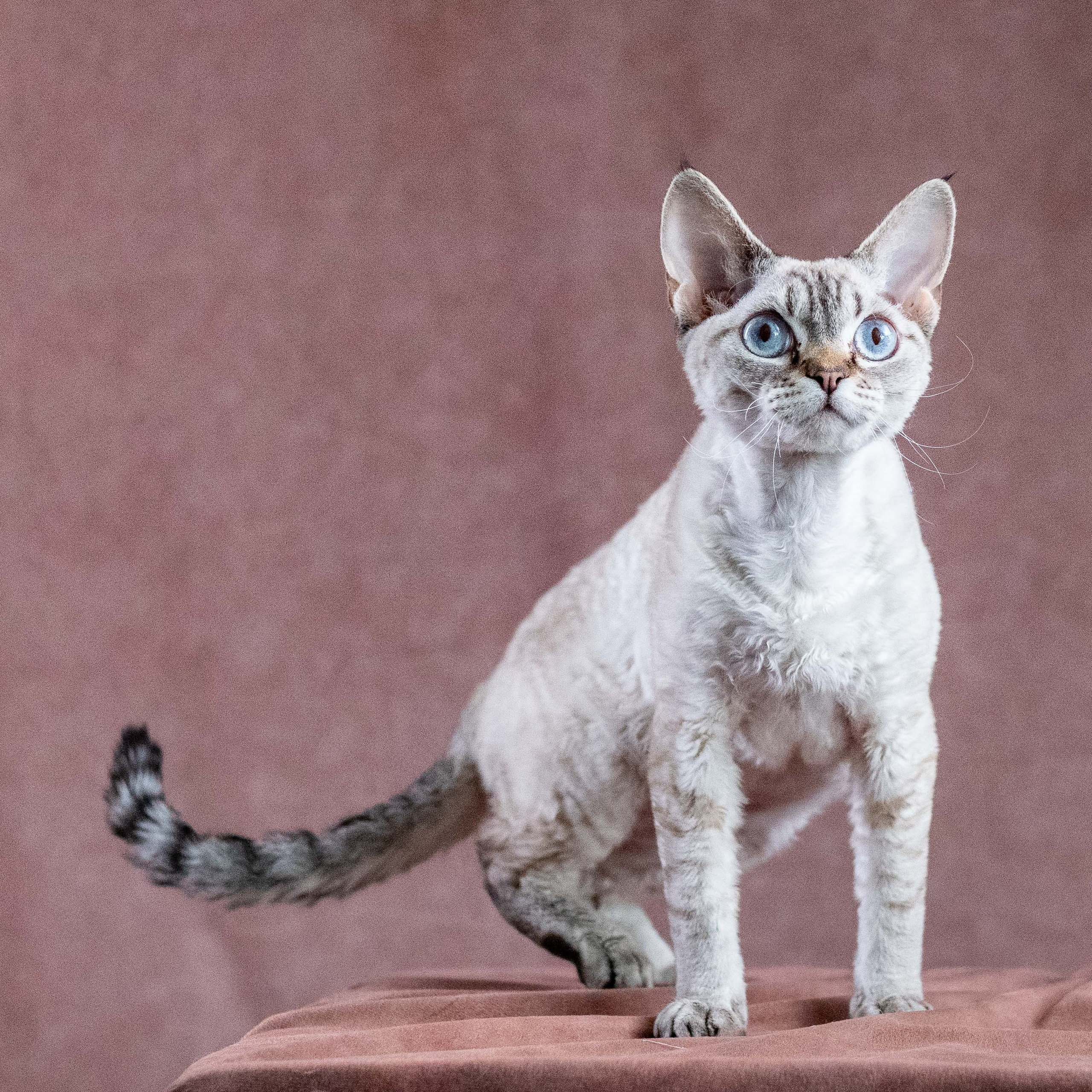 CH Txelfkatz Lolly. Devon Rex Pixie Cattery