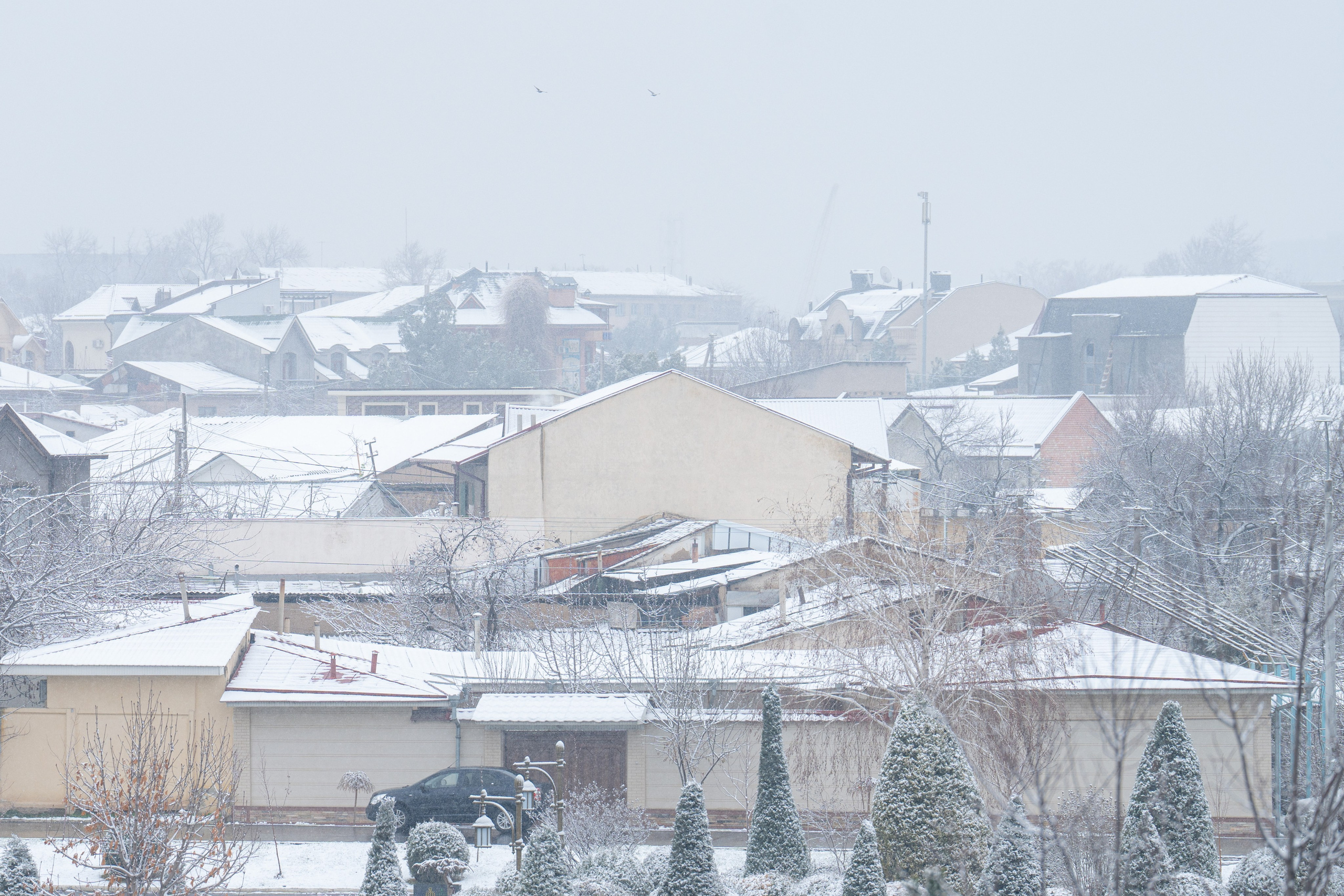 Первый снег в 2024 году. Георгий Намазов | Фотограф в Ташкенте