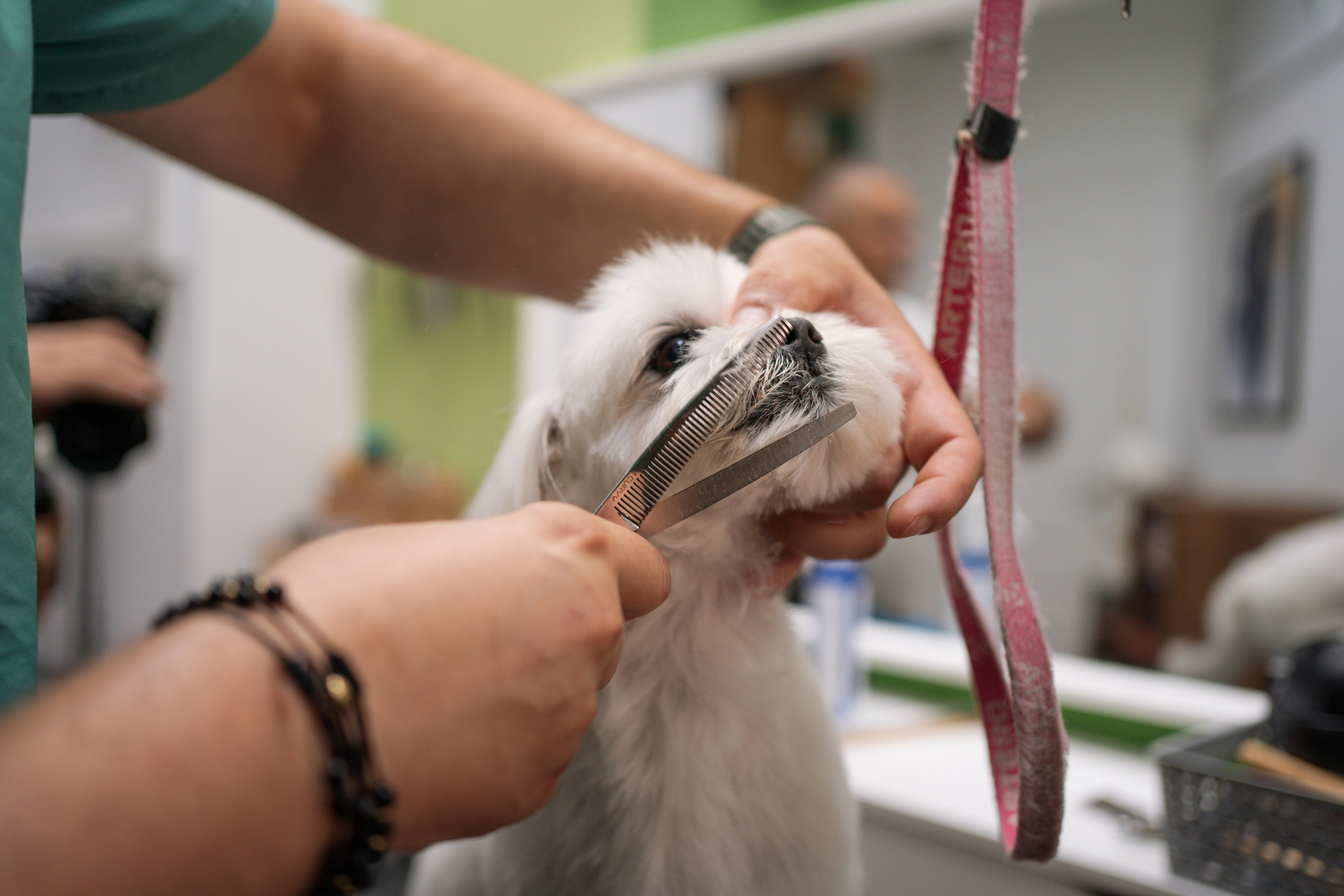 PetGroom Timisoara. Cozac Cristian Photographer