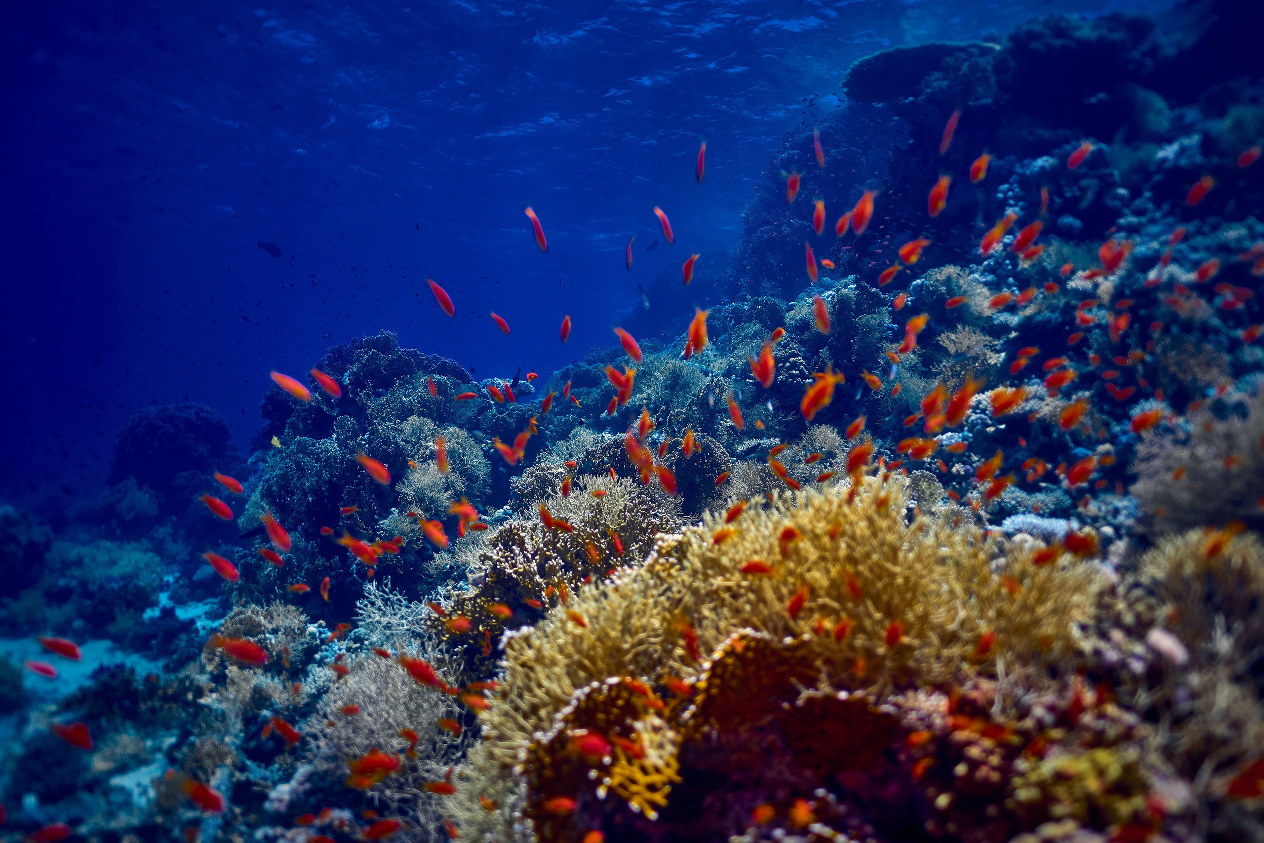 Mieszkańcy mórz. Andriej Szypilow — Photography & Videography