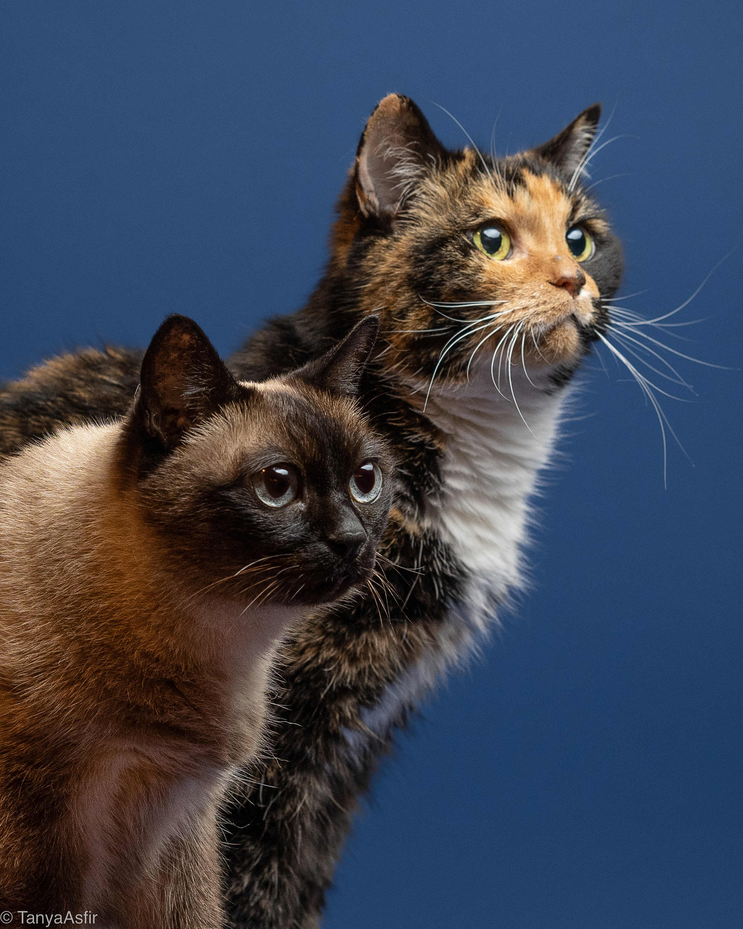 Pet portraits made at your place by Tanya Asfir, Belgrade. Tanya Asfir — Pet & Animal Photographer | Belgrade, Serbia